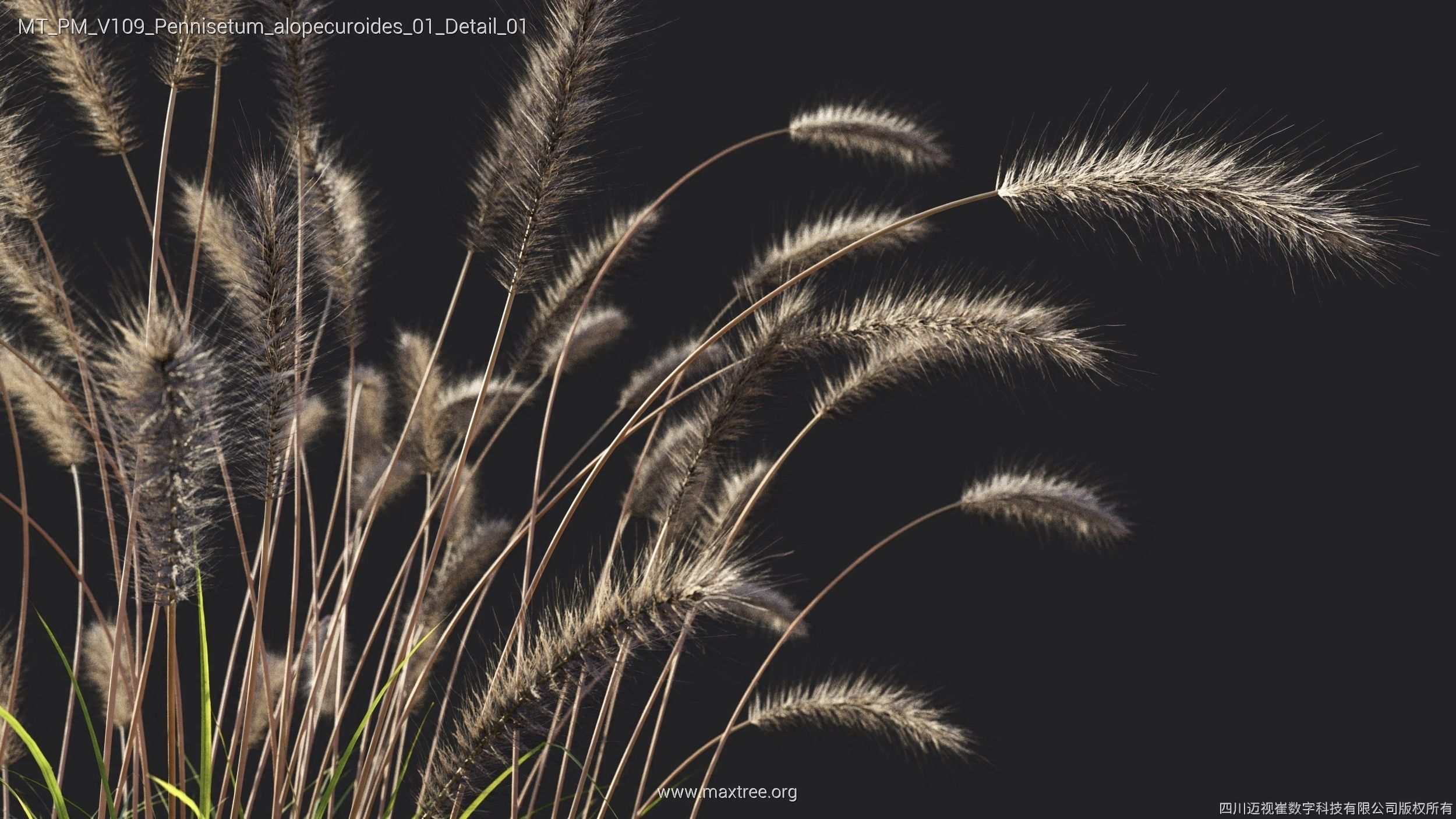 Maxtree Plant Models Vol 109 - Mesh 3D model_53