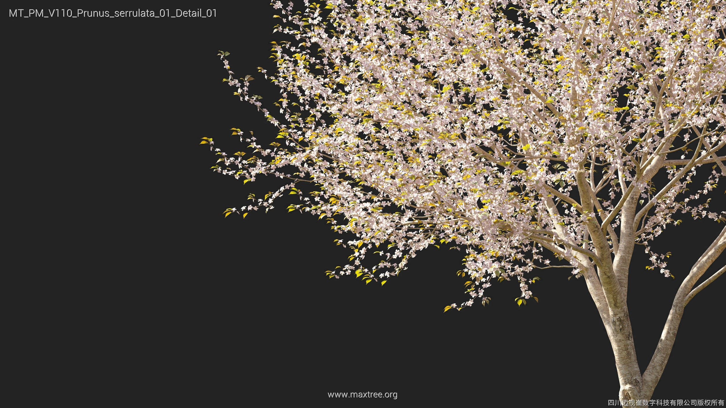 Maxtree Plant Models Vol 110 - Mesh 3D model_31
