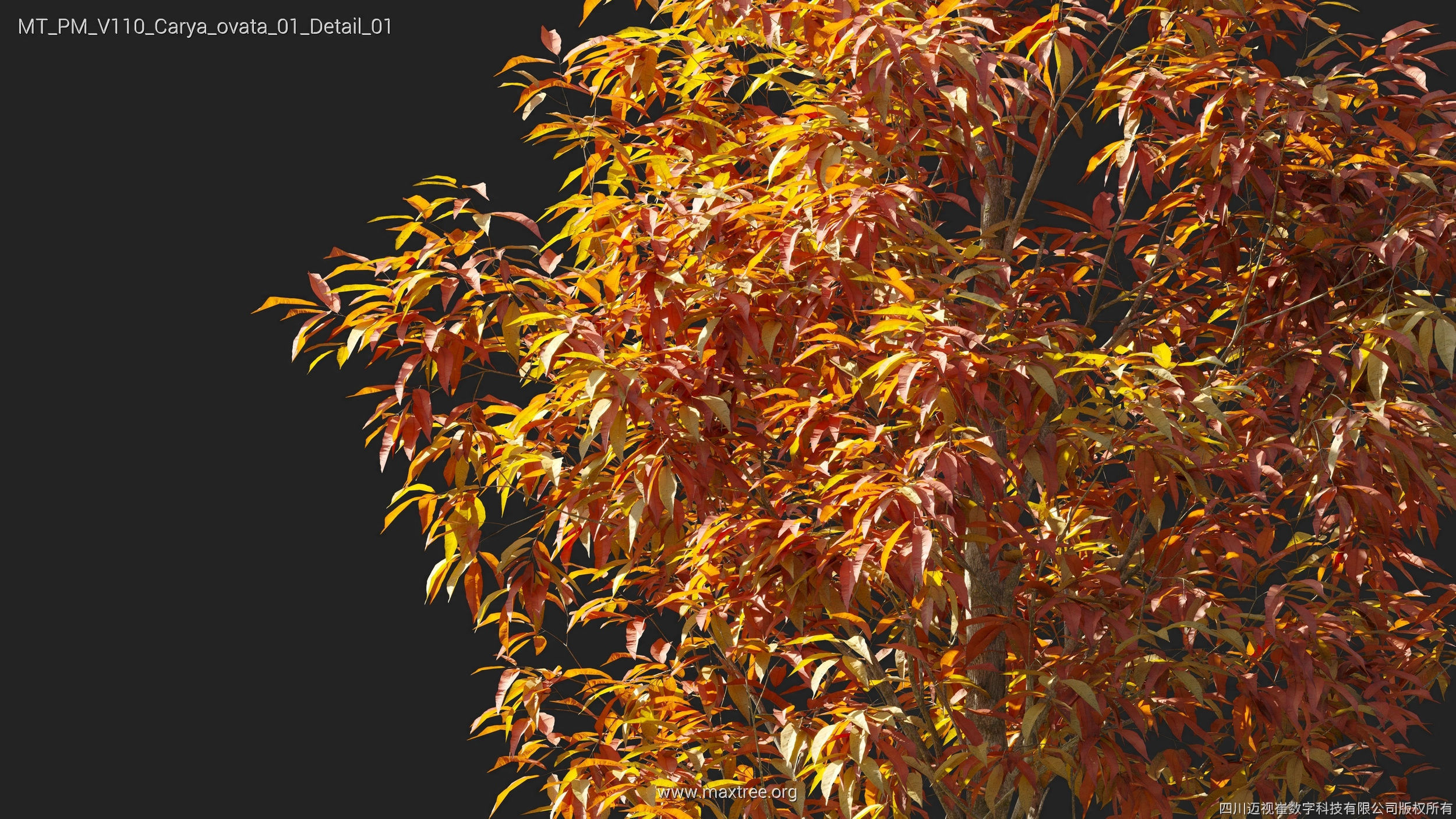 Maxtree Plant Models Vol 110 - Mesh 3D model_7