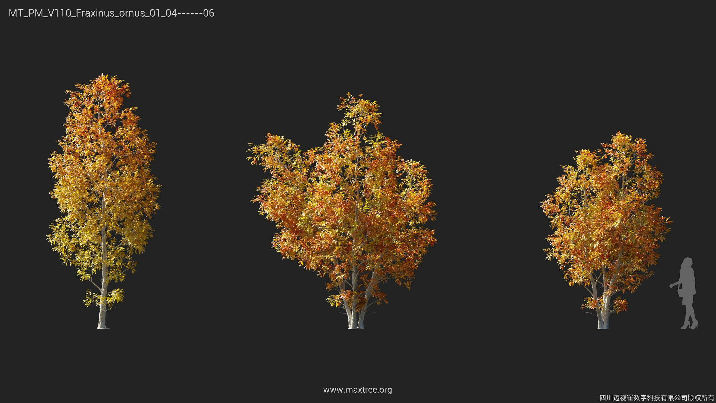 Maxtree Plant Models Vol 110 - Mesh 3D model_15