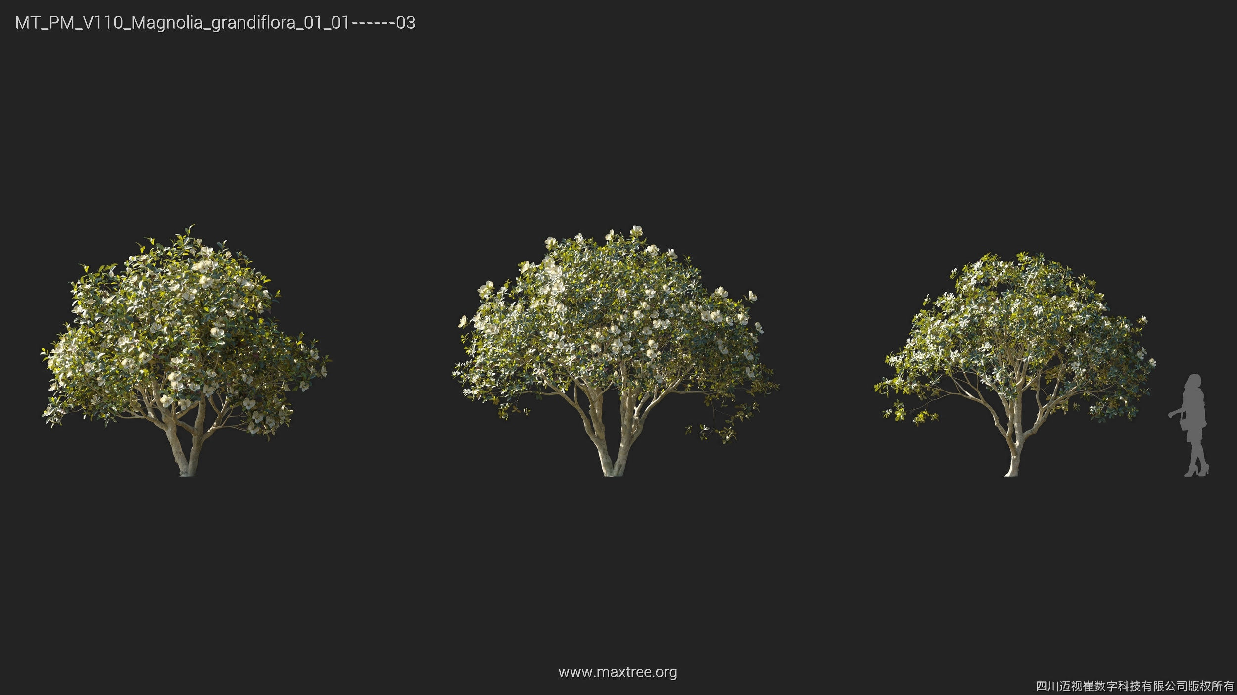 Maxtree Plant Models Vol 110 - Mesh 3D model_17