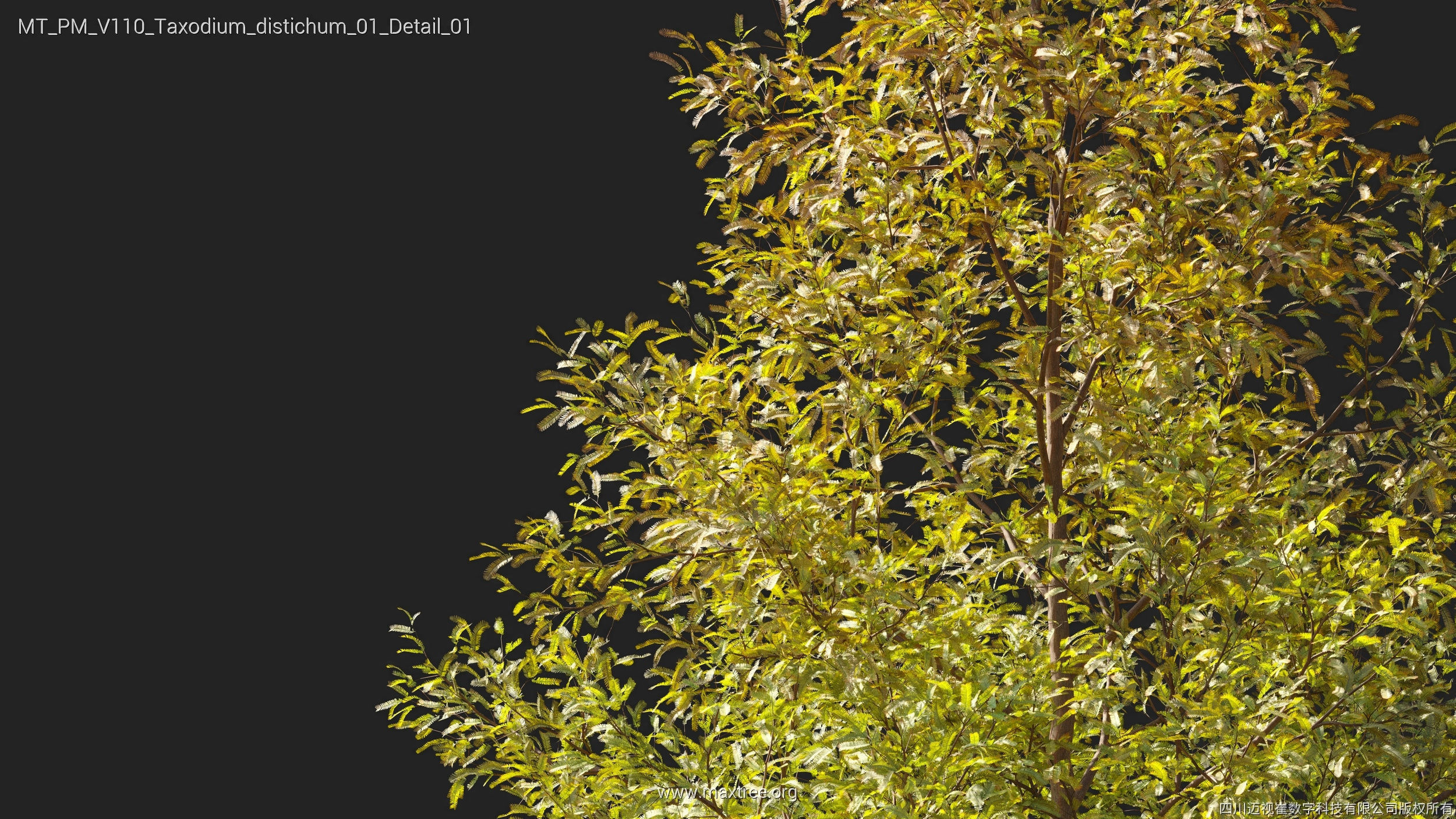 Maxtree Plant Models Vol 110 - Mesh 3D model_37