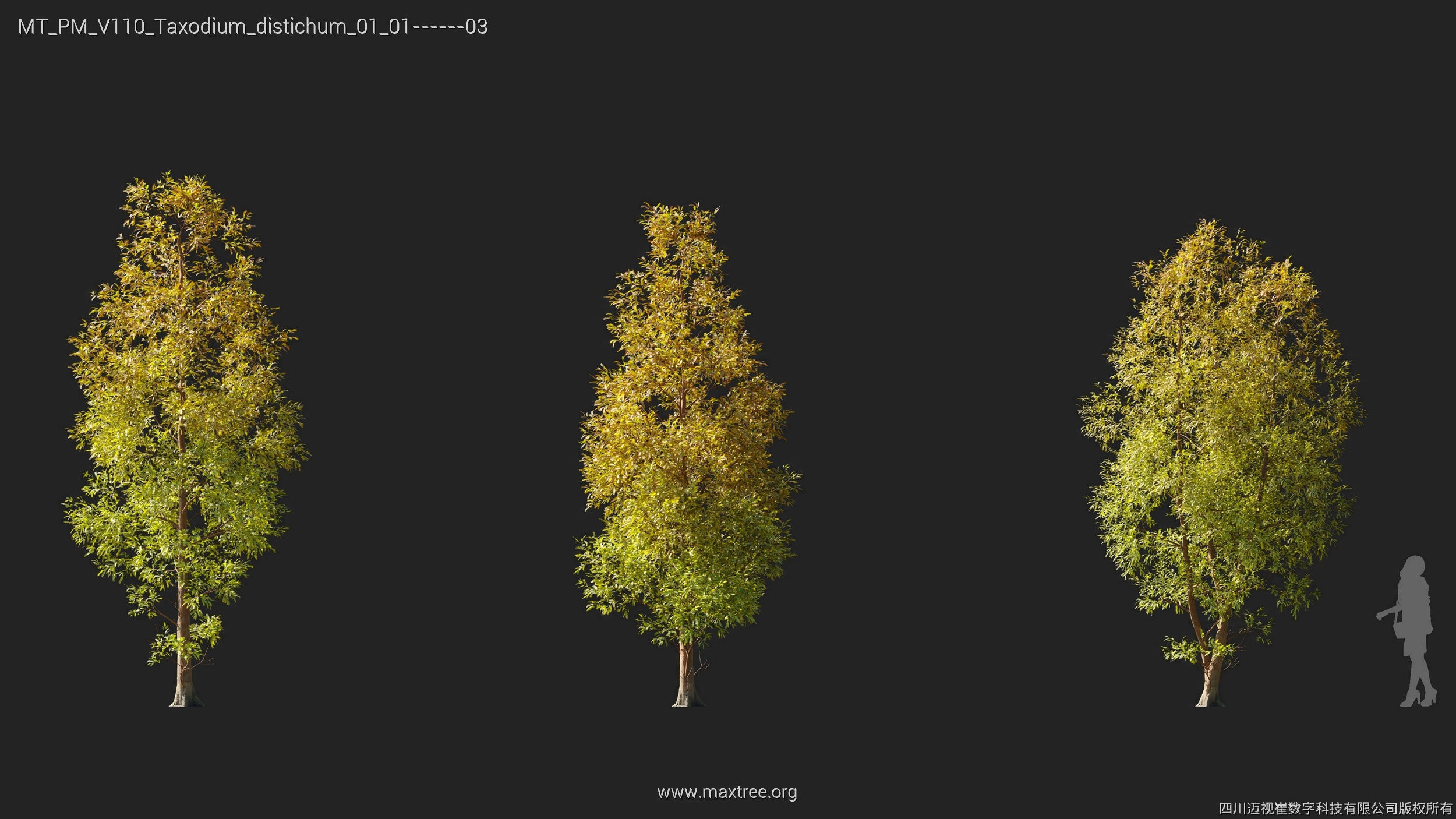 Maxtree Plant Models Vol 110 - Mesh 3D model_35