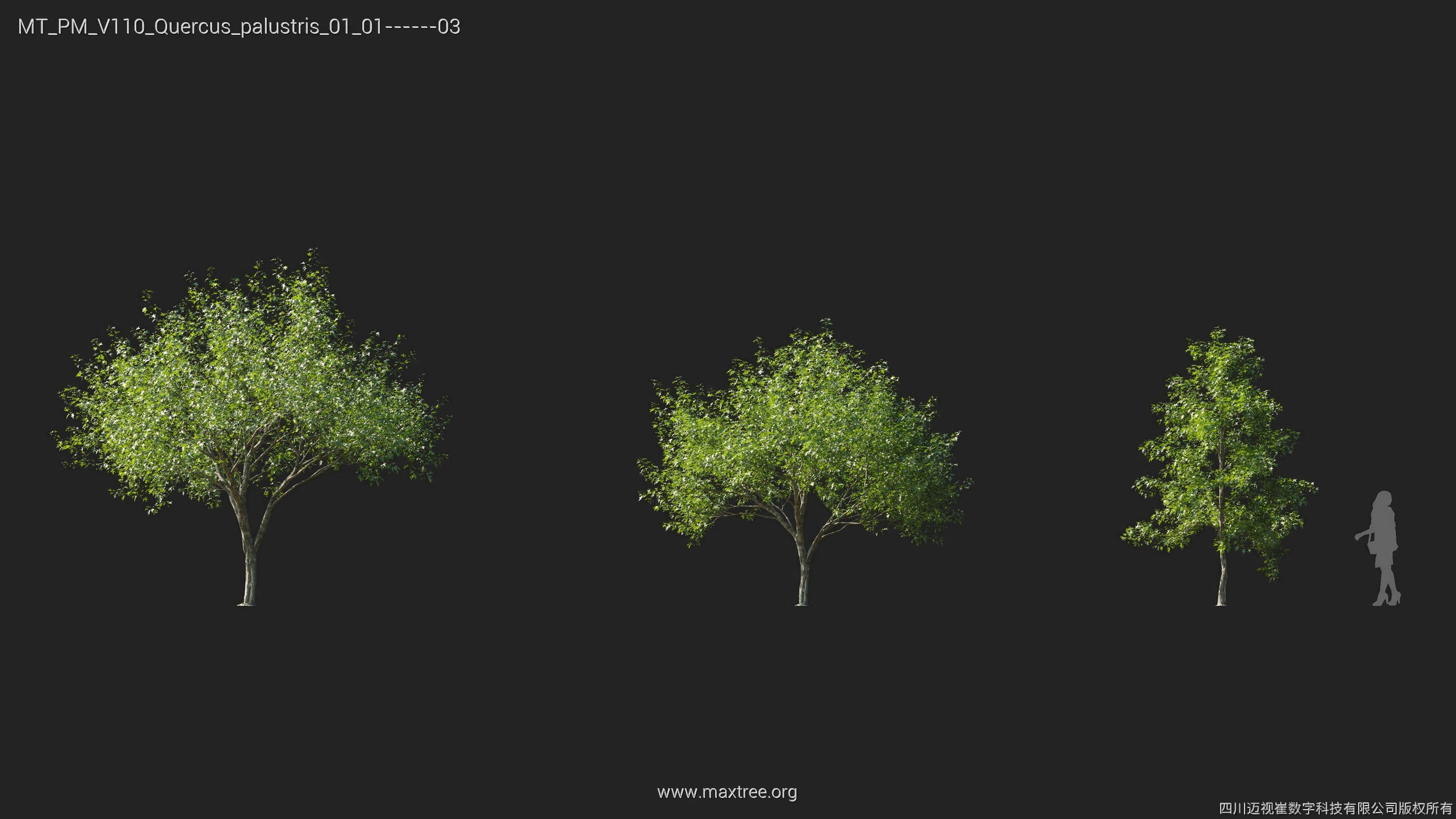 Maxtree Plant Models Vol 110 - Mesh 3D model_32
