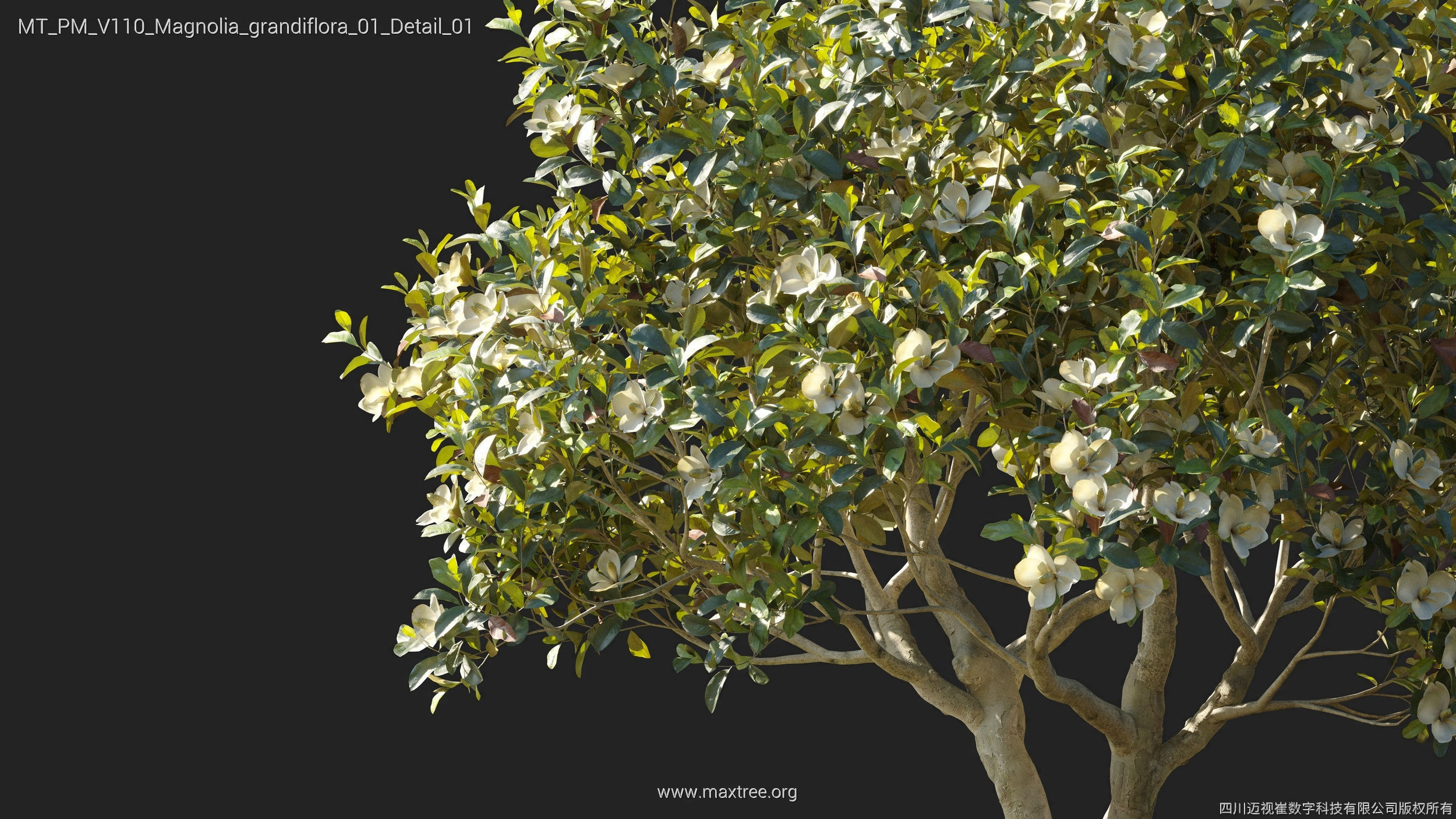 Maxtree Plant Models Vol 110 - Mesh 3D model_19