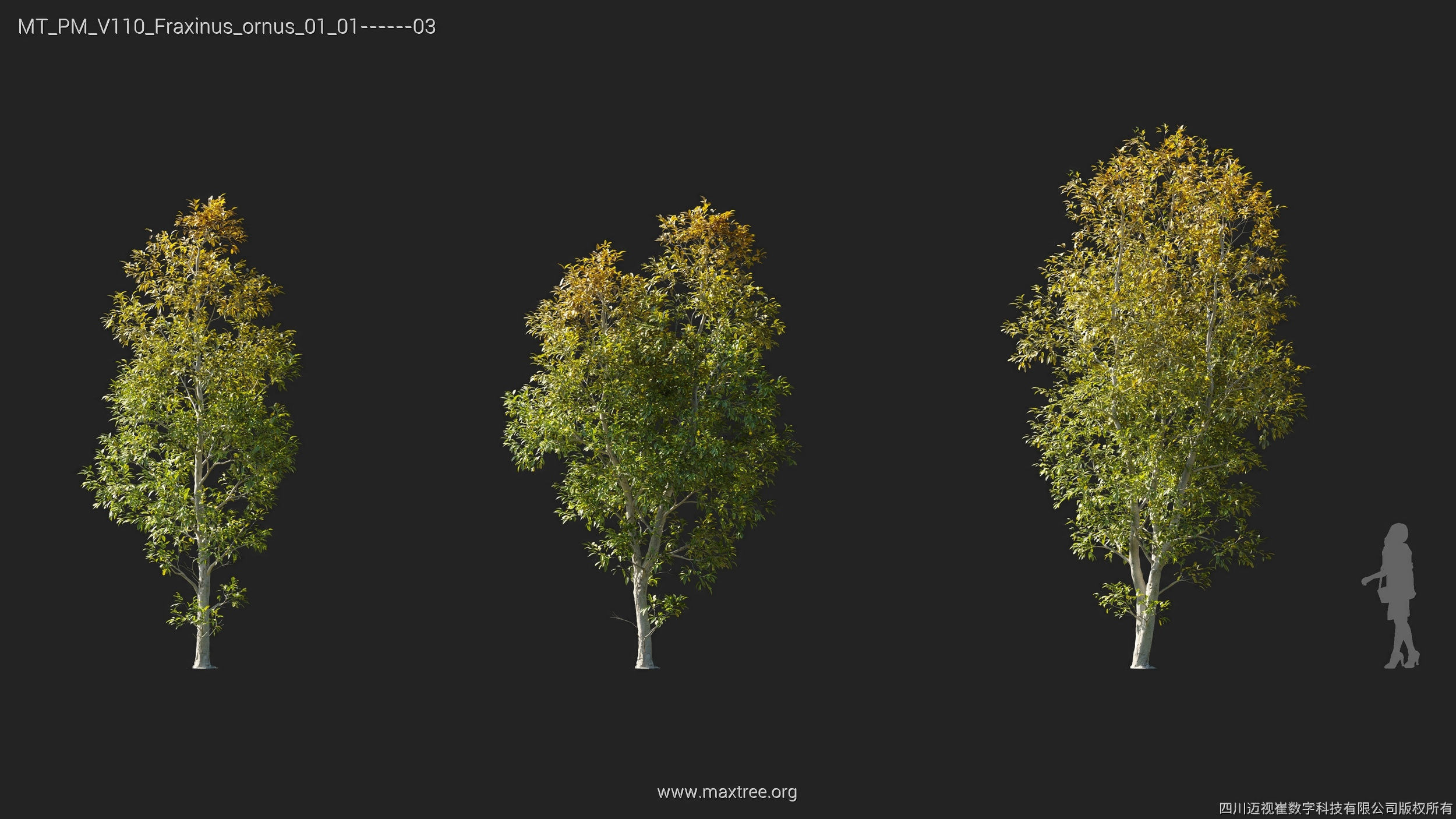 Maxtree Plant Models Vol 110 - Mesh 3D model_14