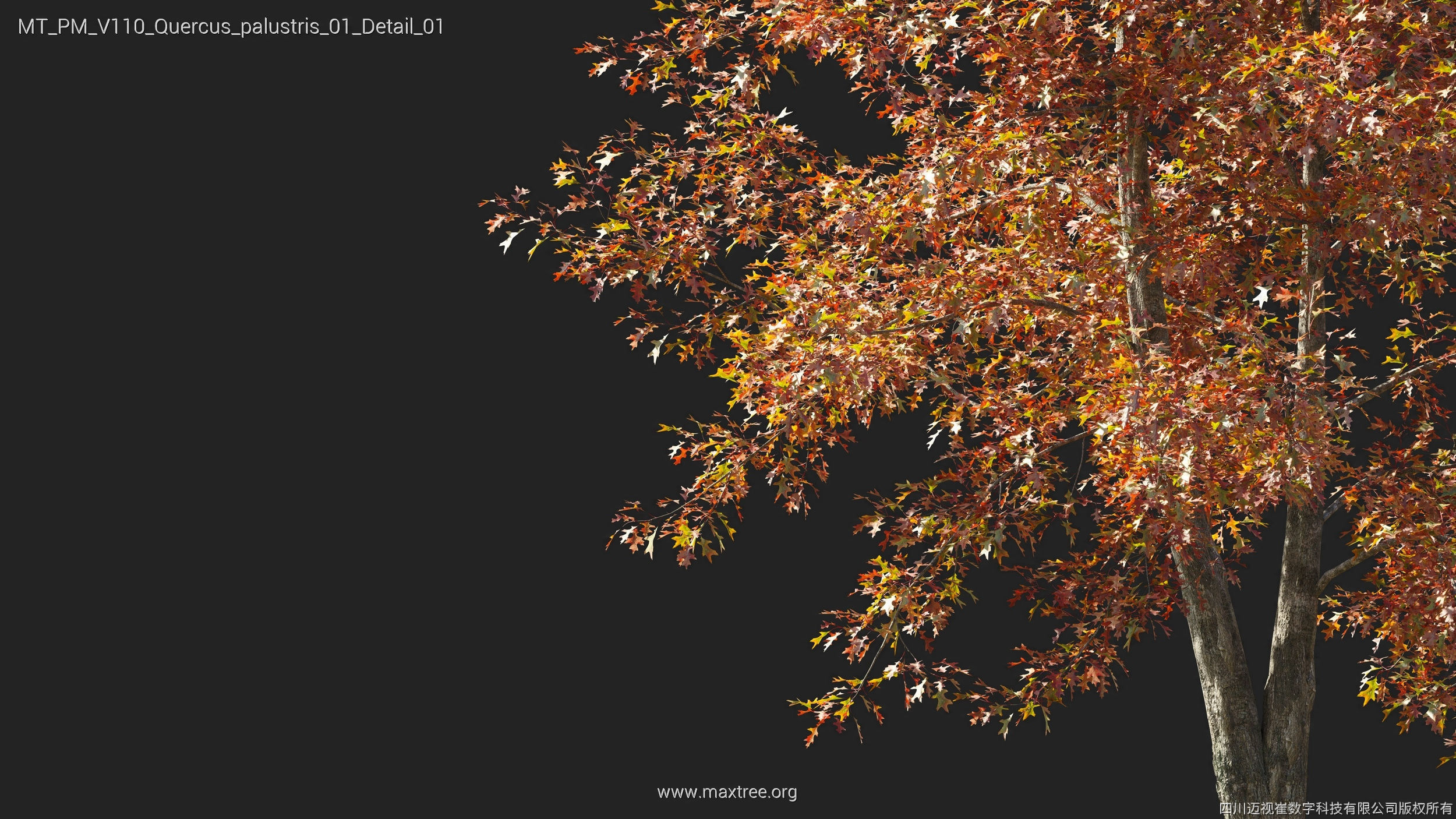 Maxtree Plant Models Vol 110 - Mesh 3D model_34