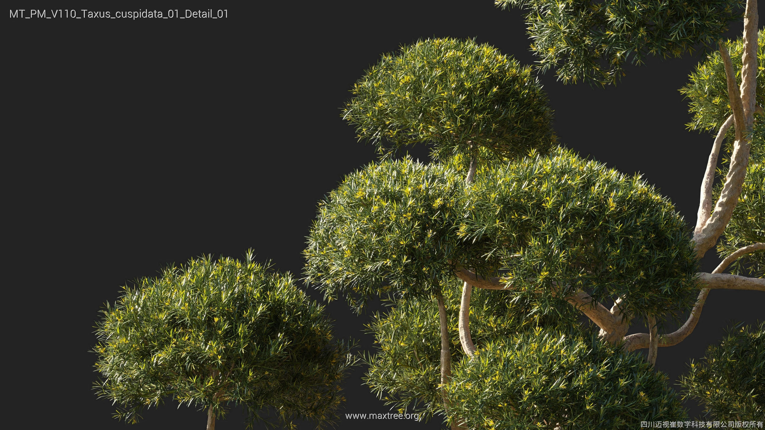 Maxtree Plant Models Vol 110 - Mesh 3D model_40
