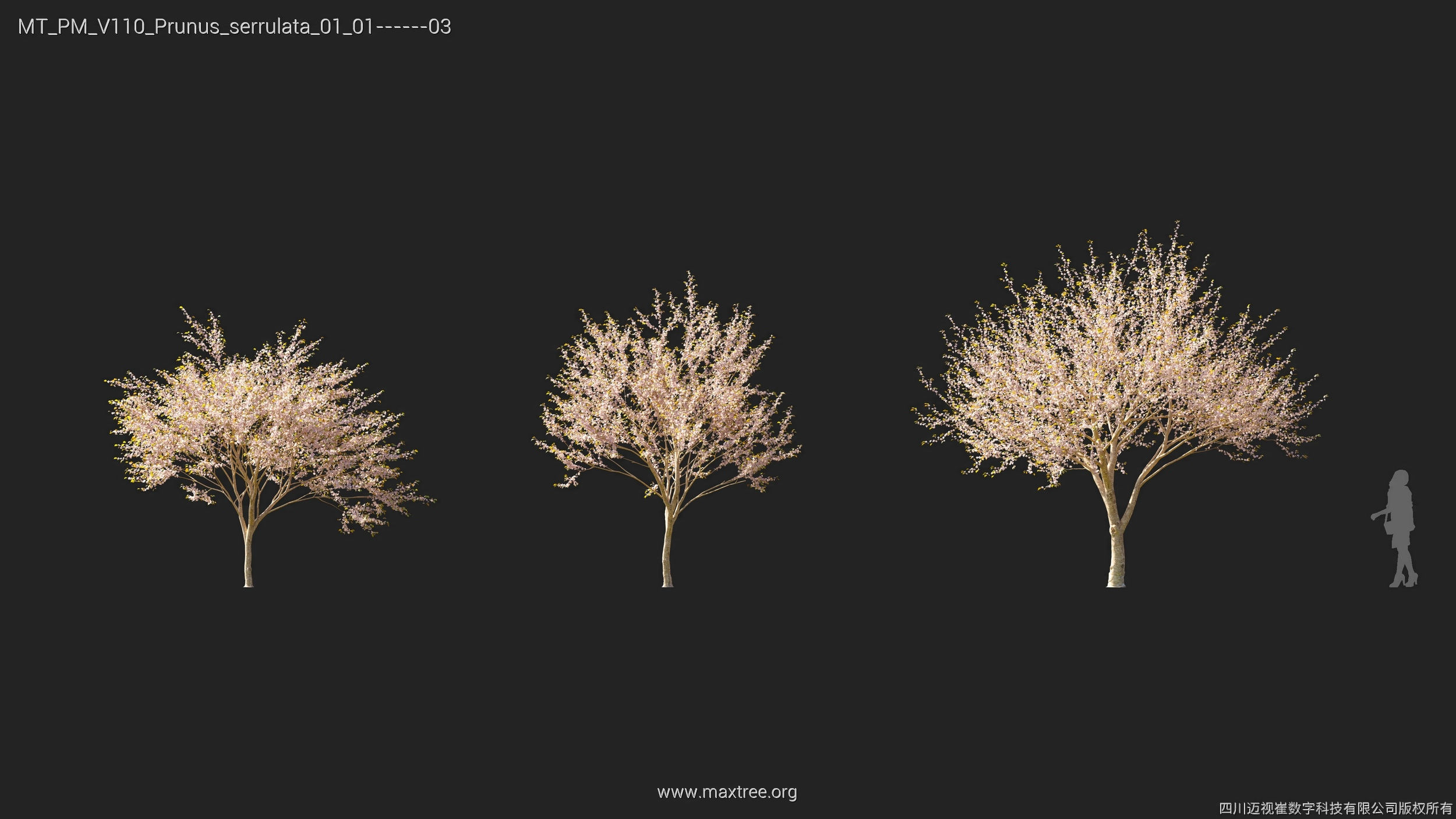 Maxtree Plant Models Vol 110 - Mesh 3D model_29