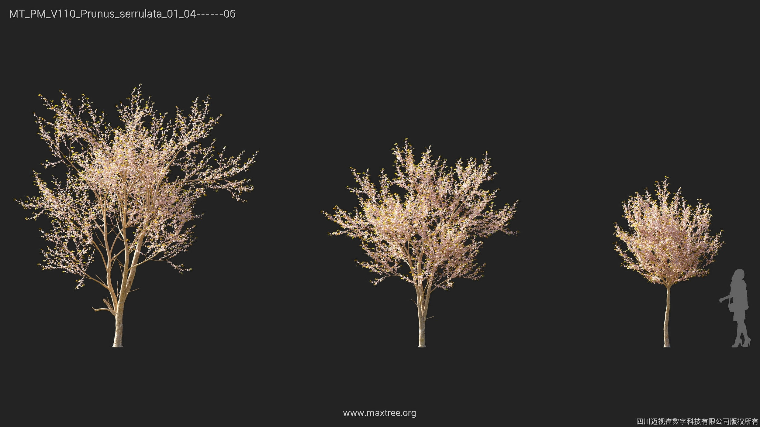 Maxtree Plant Models Vol 110 - Mesh 3D model_30