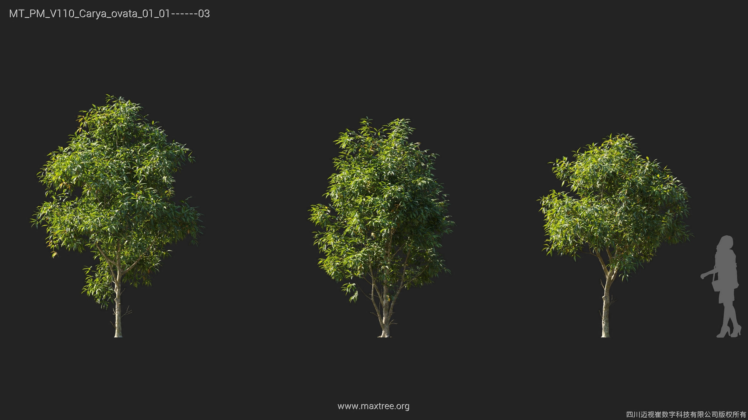 Maxtree Plant Models Vol 110 - Mesh 3D model_5