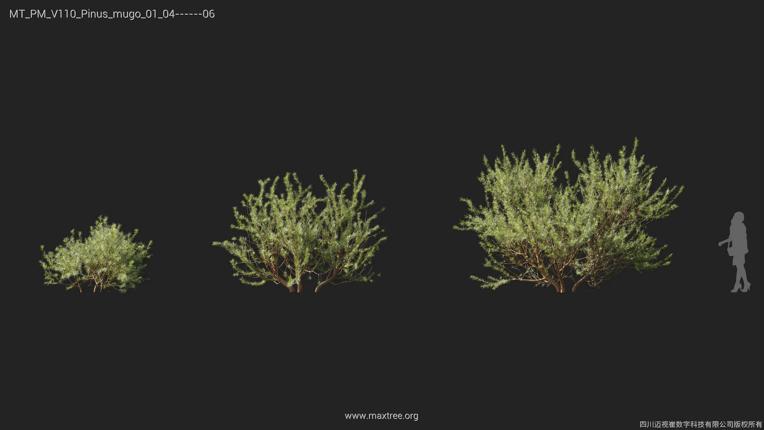 Maxtree Plant Models Vol 110 - Mesh 3D model_21