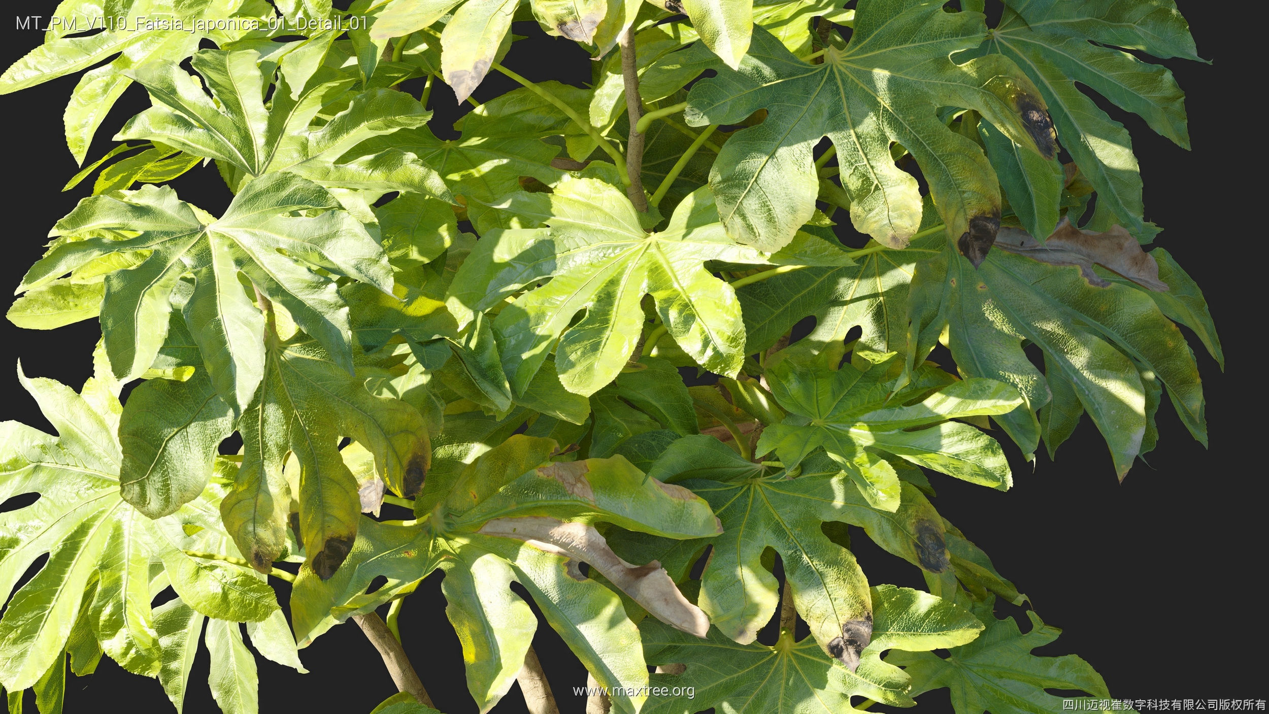 Maxtree Plant Models Vol 110 - Mesh 3D model_13