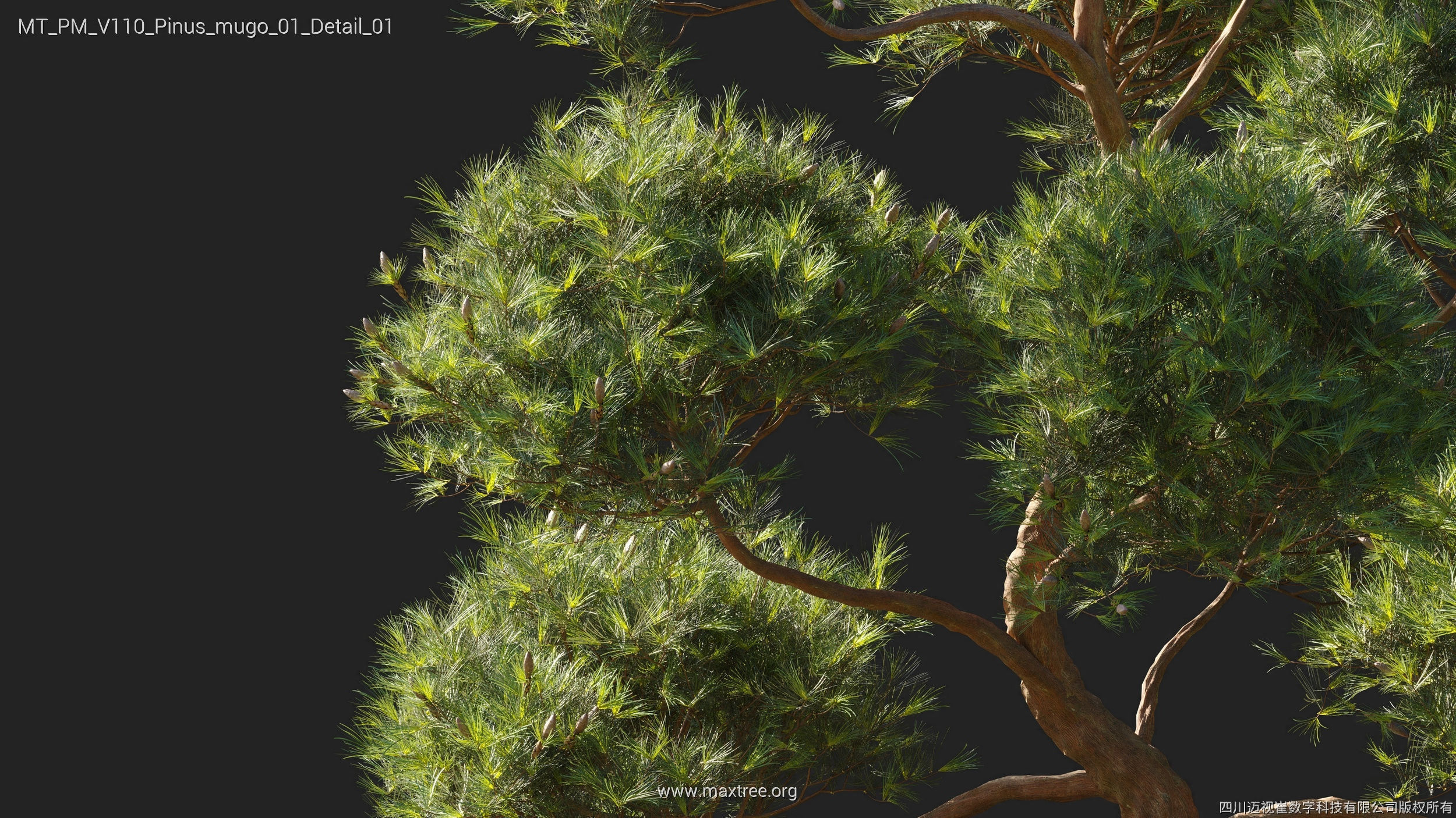 Maxtree Plant Models Vol 110 - Mesh 3D model_22