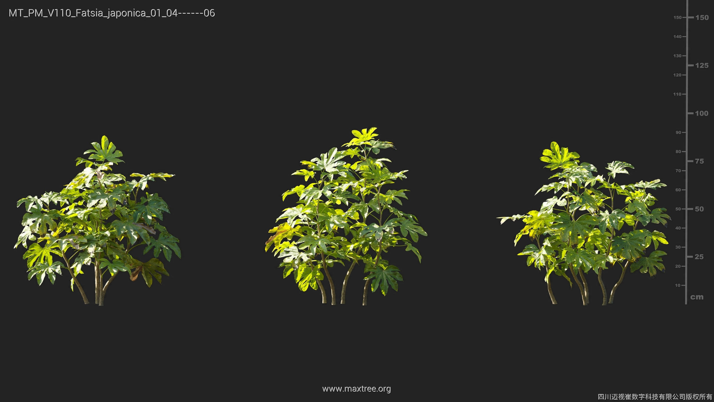 Maxtree Plant Models Vol 110 - Mesh 3D model_12