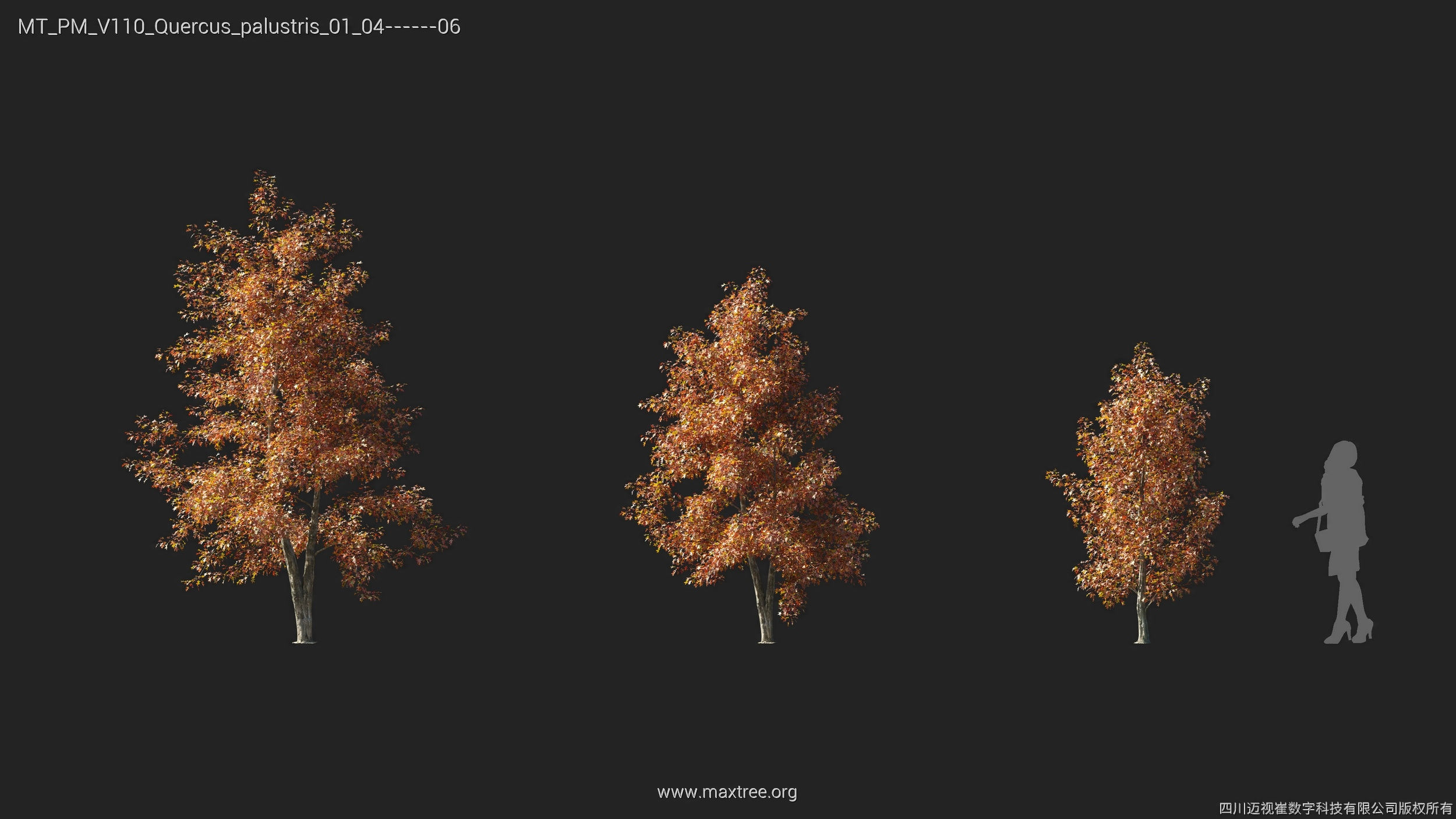 Maxtree Plant Models Vol 110 - Mesh 3D model_33