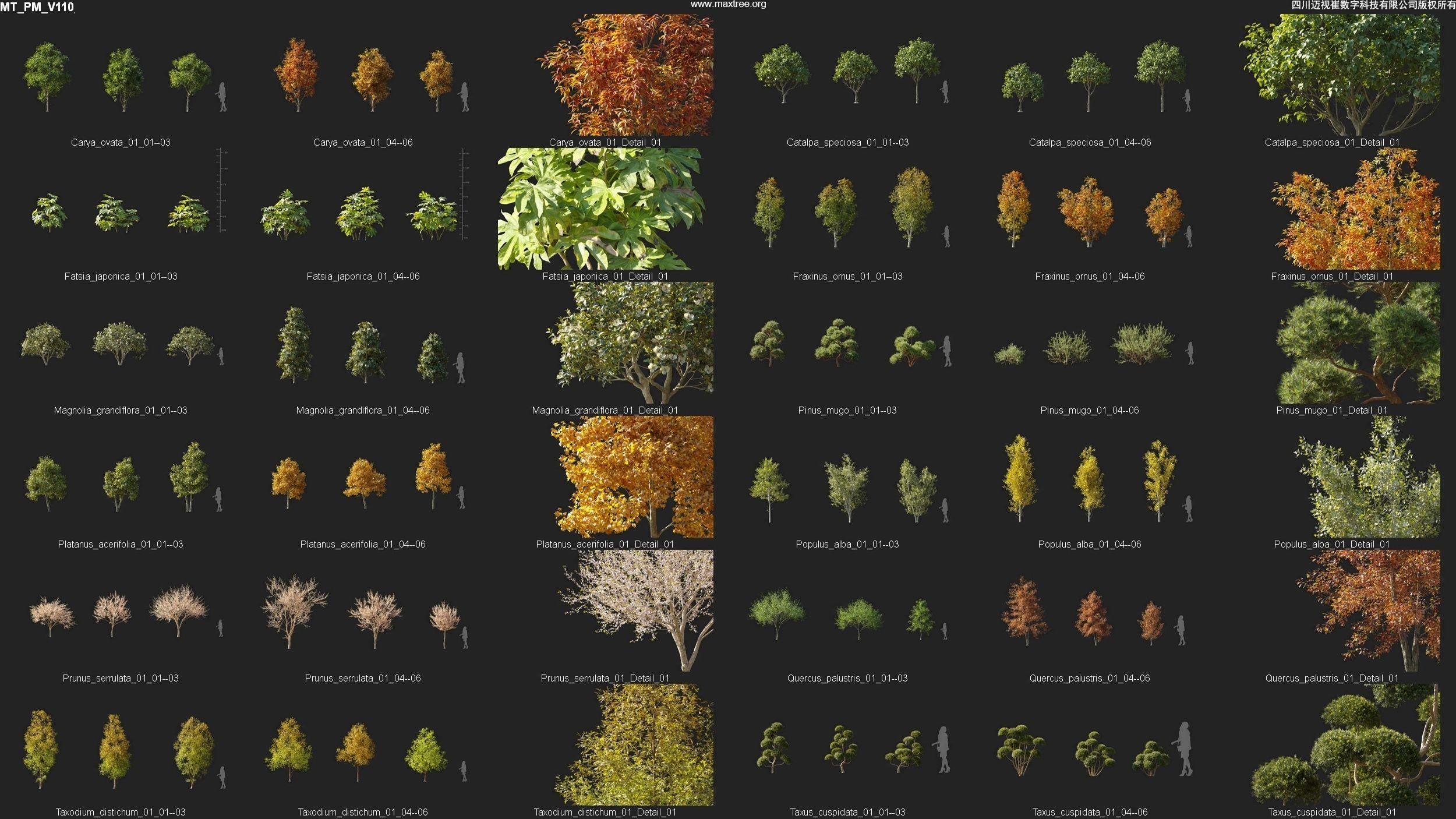 Maxtree Plant Models Vol 110 - Mesh 3D model_4