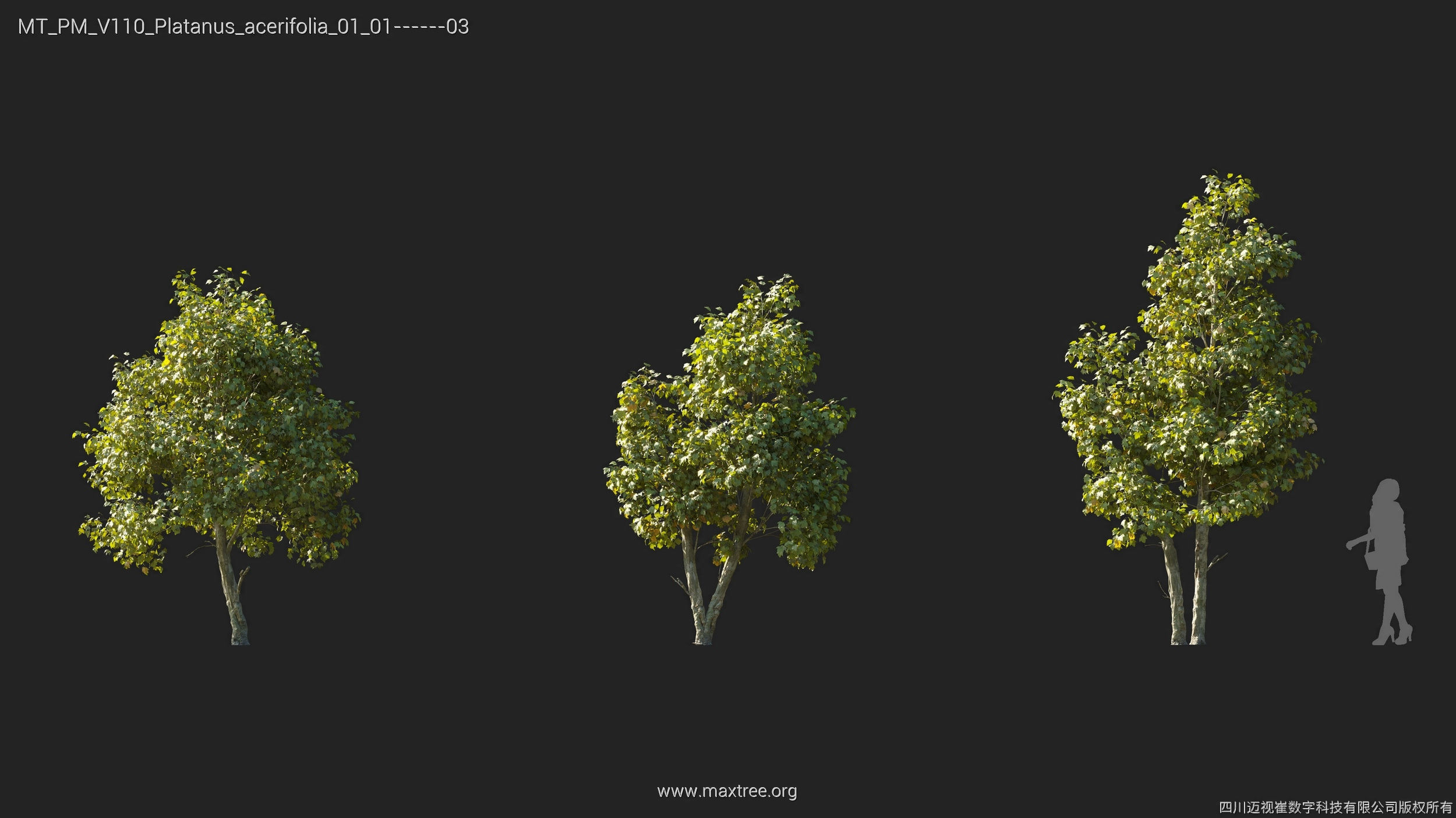 Maxtree Plant Models Vol 110 - Mesh 3D model_23