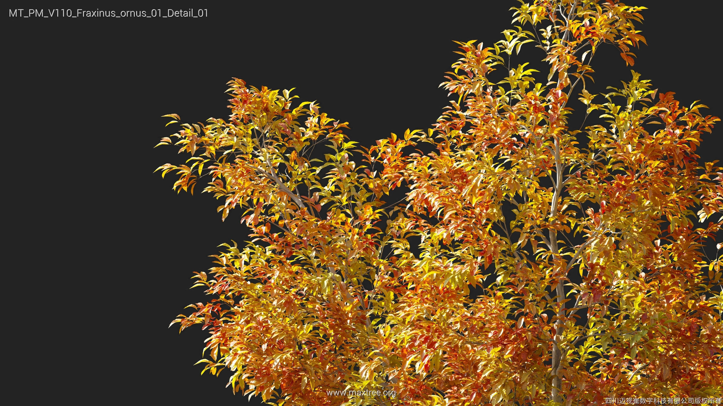 Maxtree Plant Models Vol 110 - Mesh 3D model_16