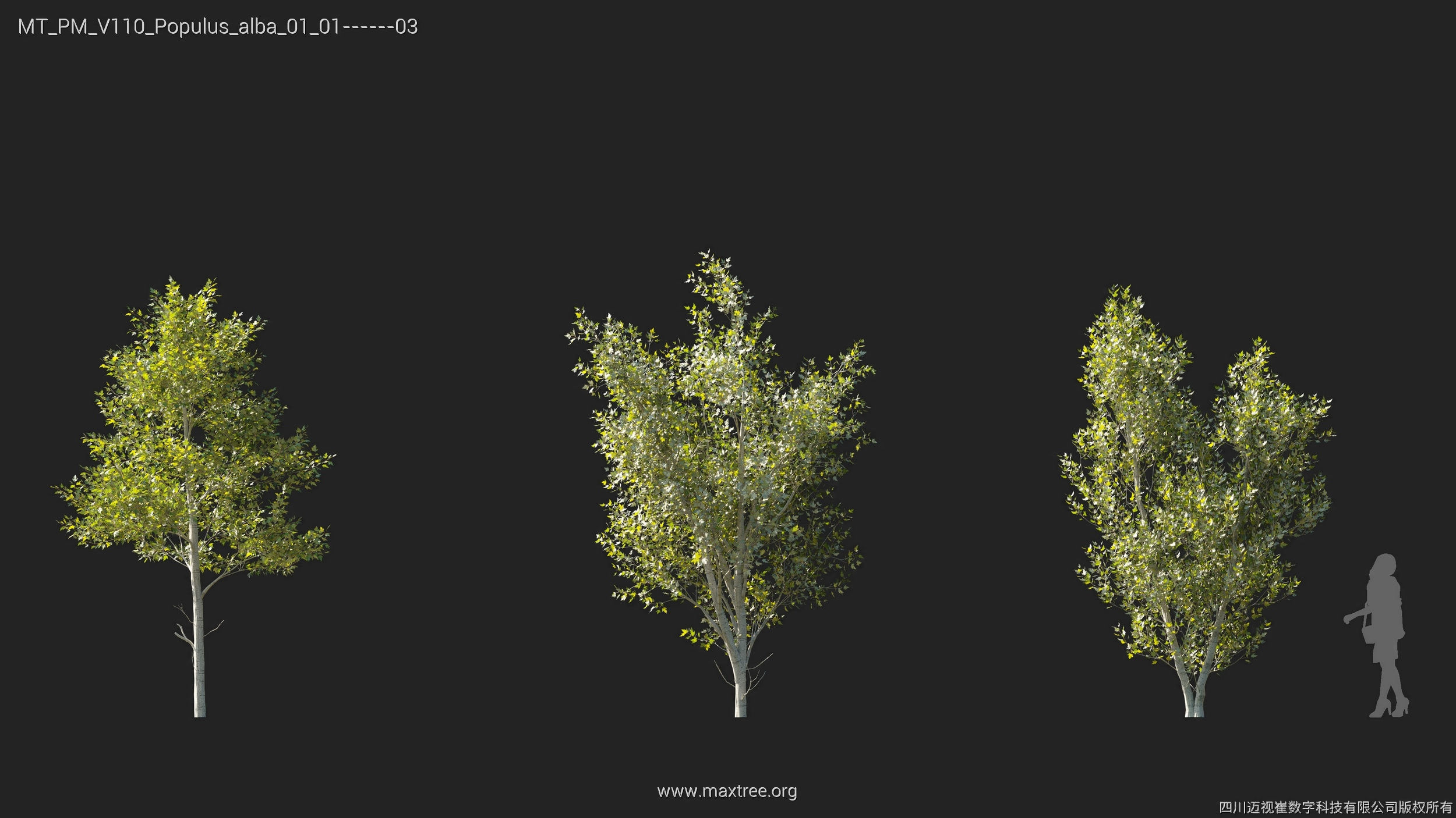 Maxtree Plant Models Vol 110 - Mesh 3D model_26