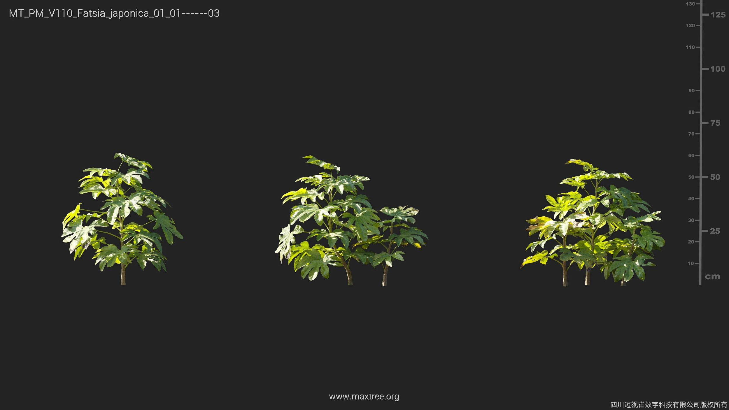 Maxtree Plant Models Vol 110 - Mesh 3D model_11