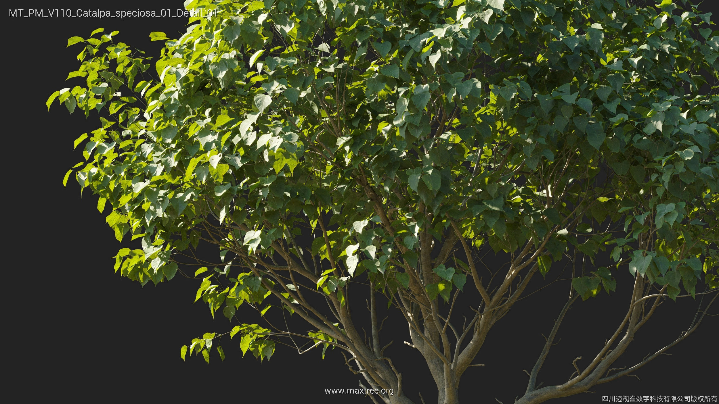 Maxtree Plant Models Vol 110 - Mesh 3D model_10