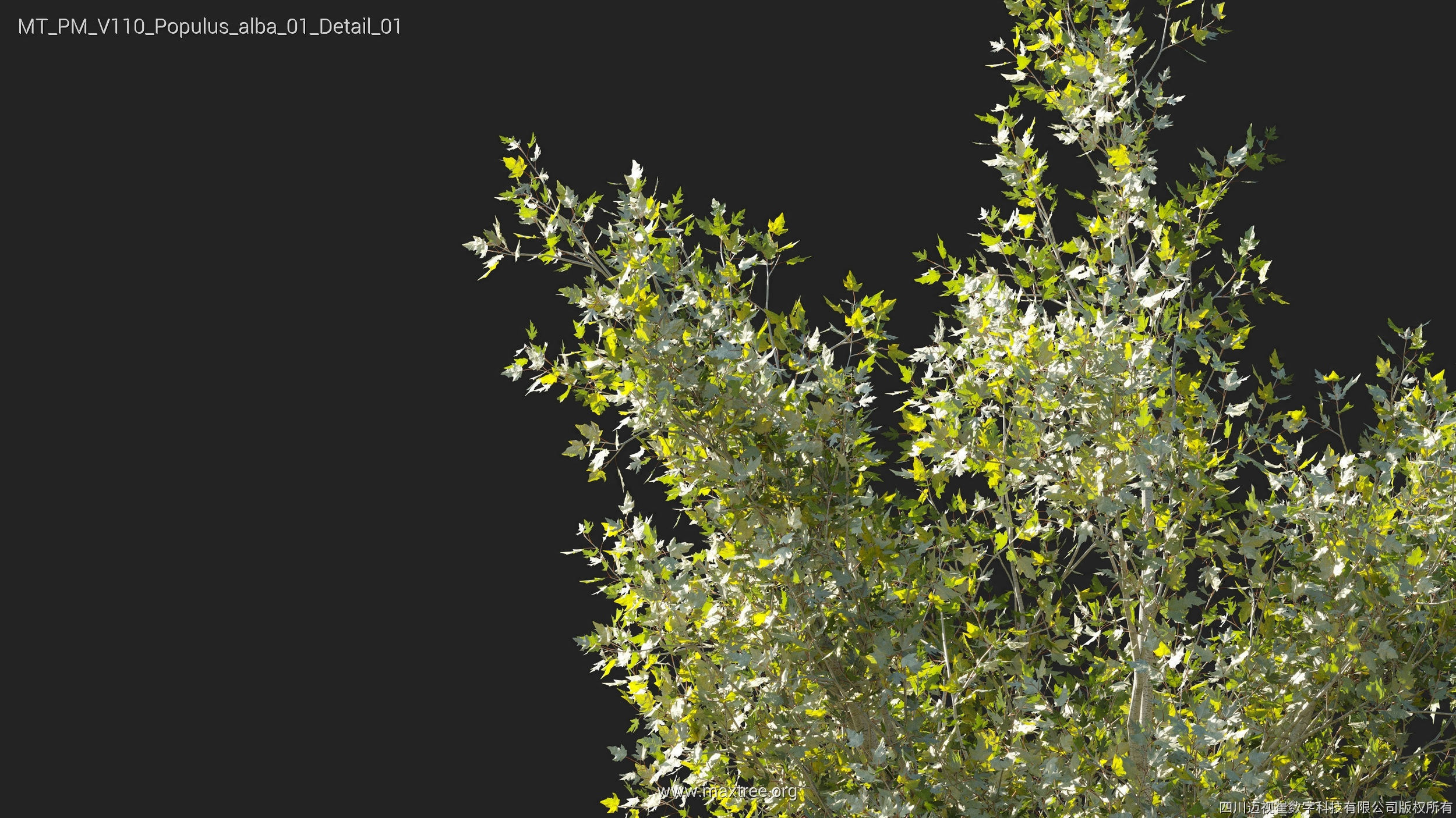 Maxtree Plant Models Vol 110 - Mesh 3D model_28