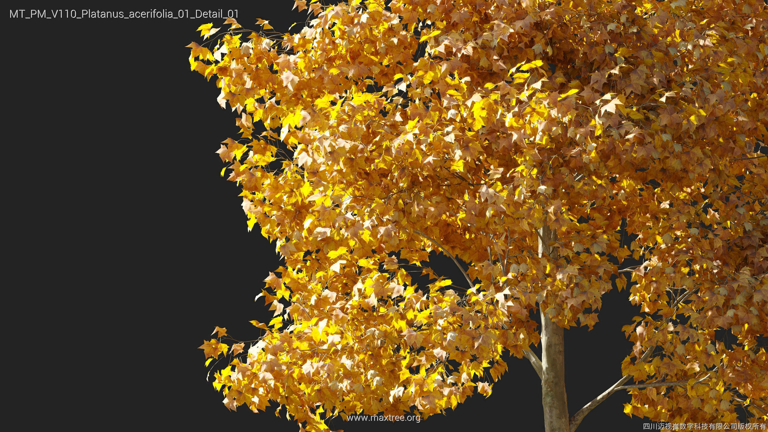Maxtree Plant Models Vol 110 - Mesh 3D model_25
