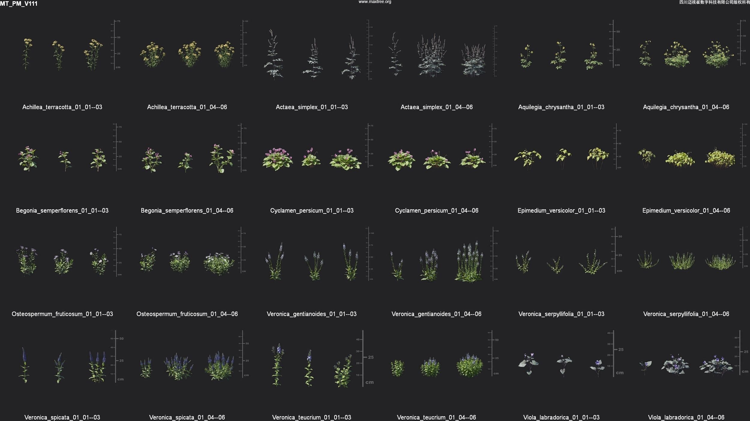 Maxtree Plant Models Vol 111 - Mesh 3D model_5