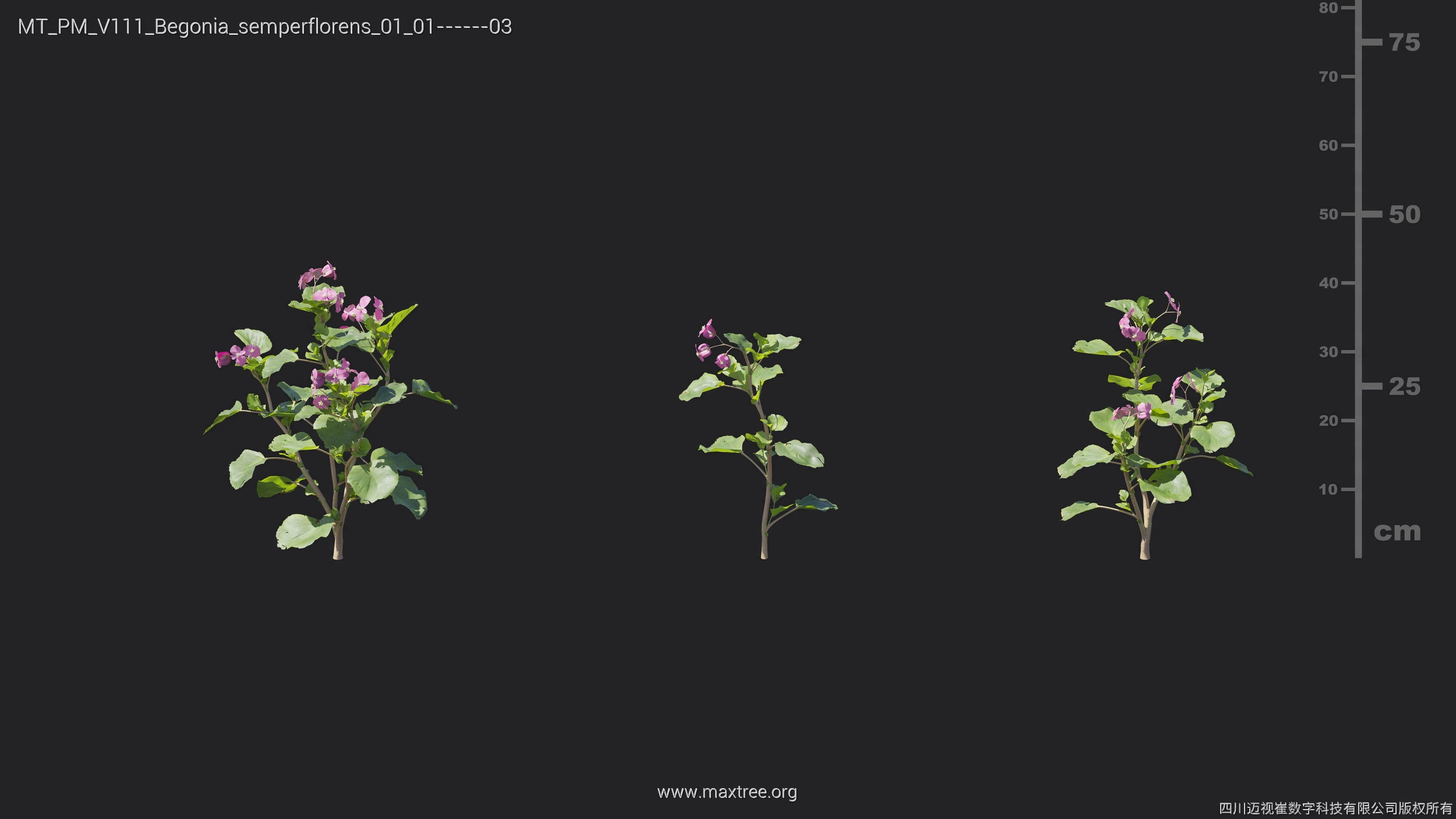 Maxtree Plant Models Vol 111 - Mesh 3D model_12