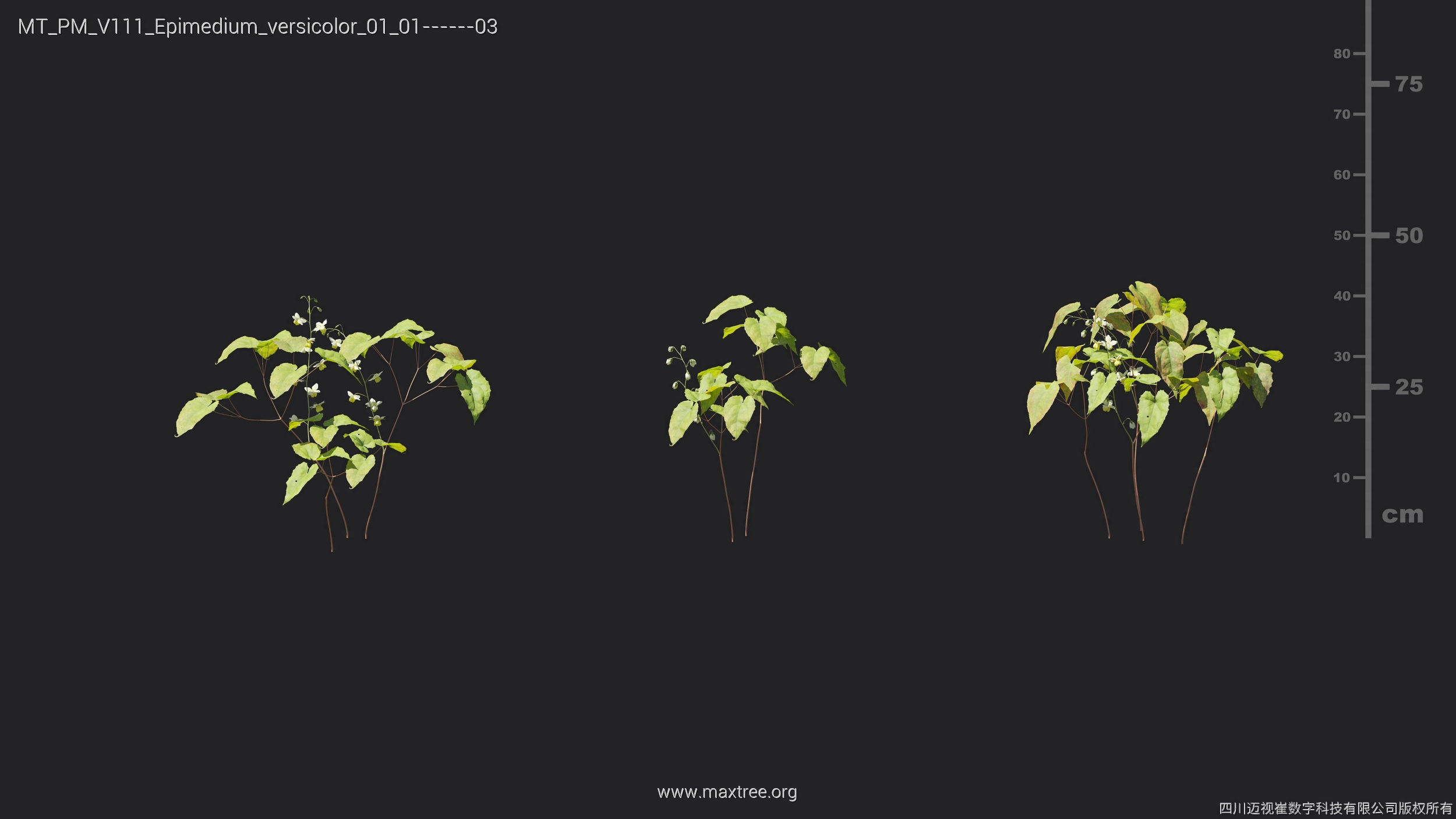 Maxtree Plant Models Vol 111 - Mesh 3D model_16
