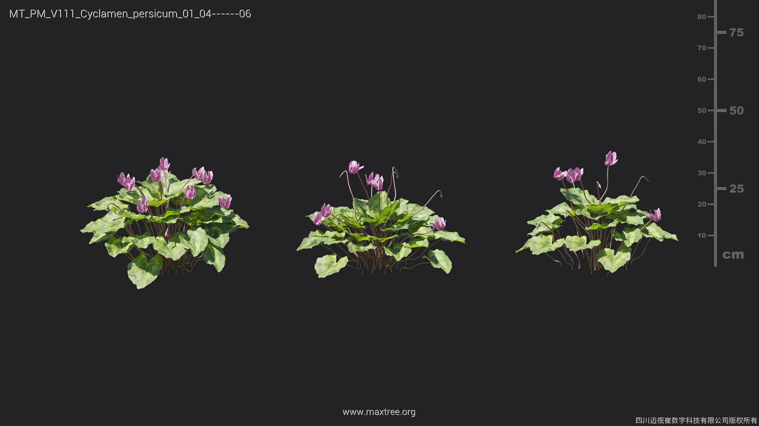 Maxtree Plant Models Vol 111 - Mesh 3D model_15