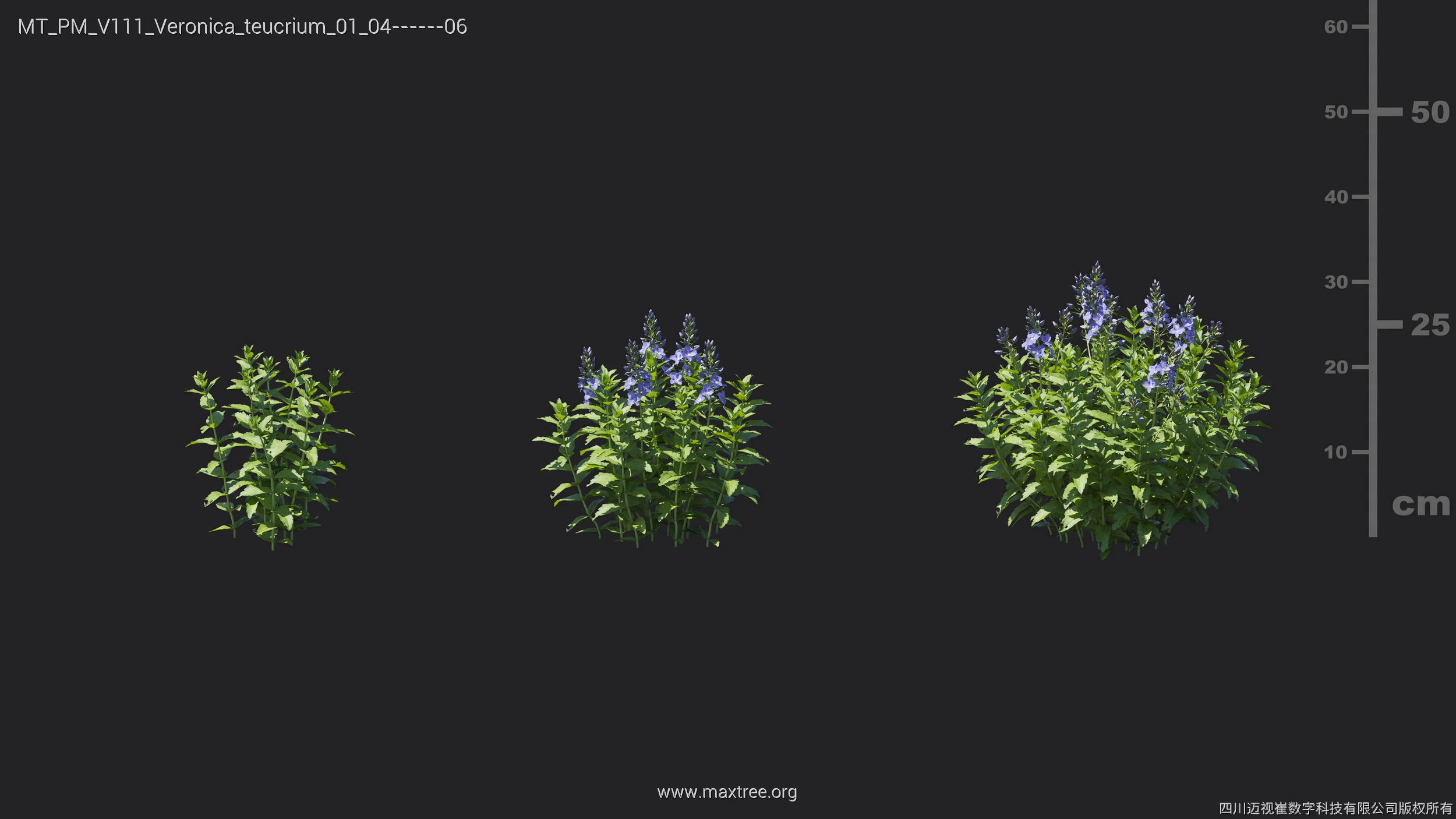 Maxtree Plant Models Vol 111 - Mesh 3D model_27
