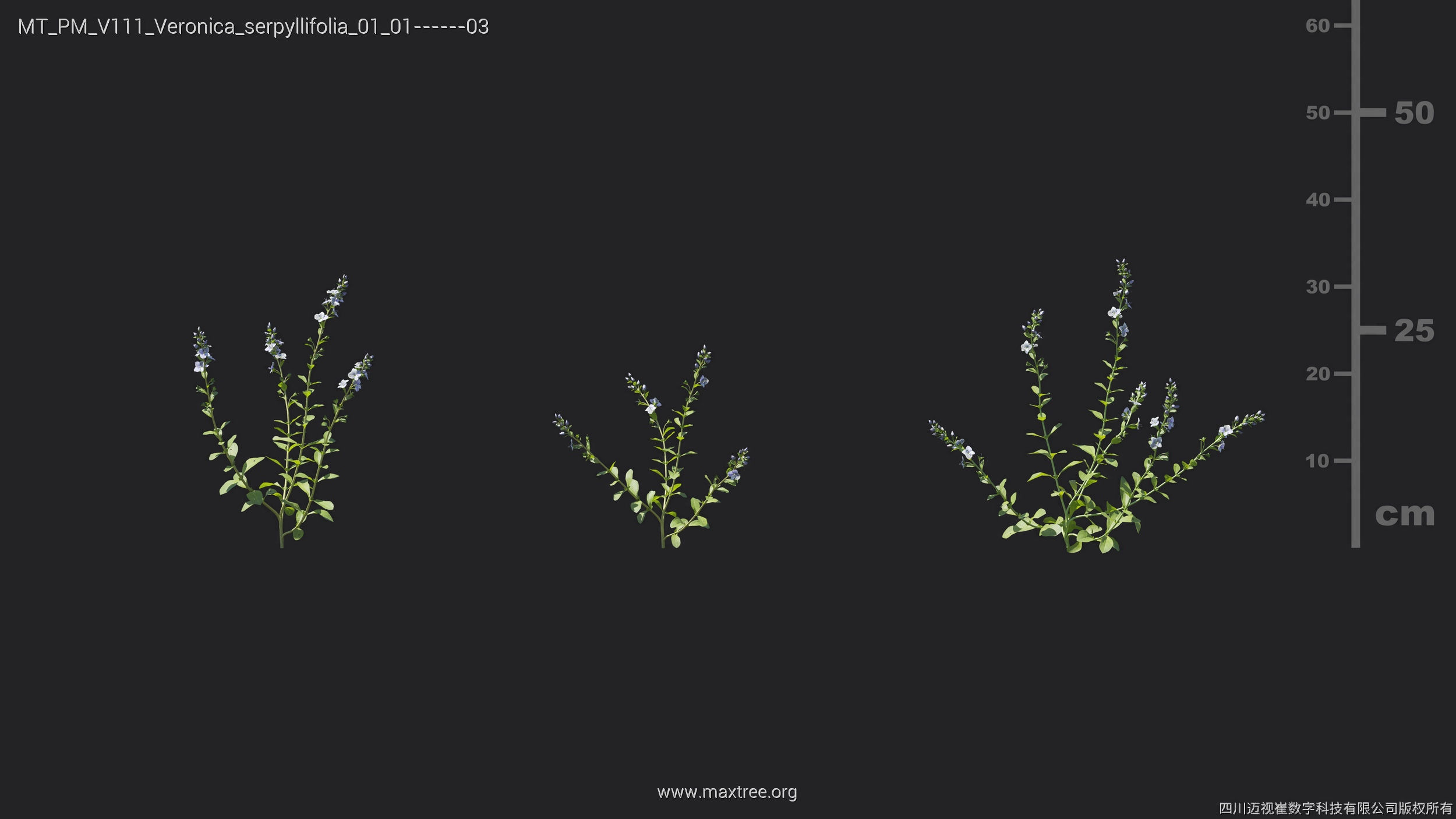 Maxtree Plant Models Vol 111 - Mesh 3D model_22