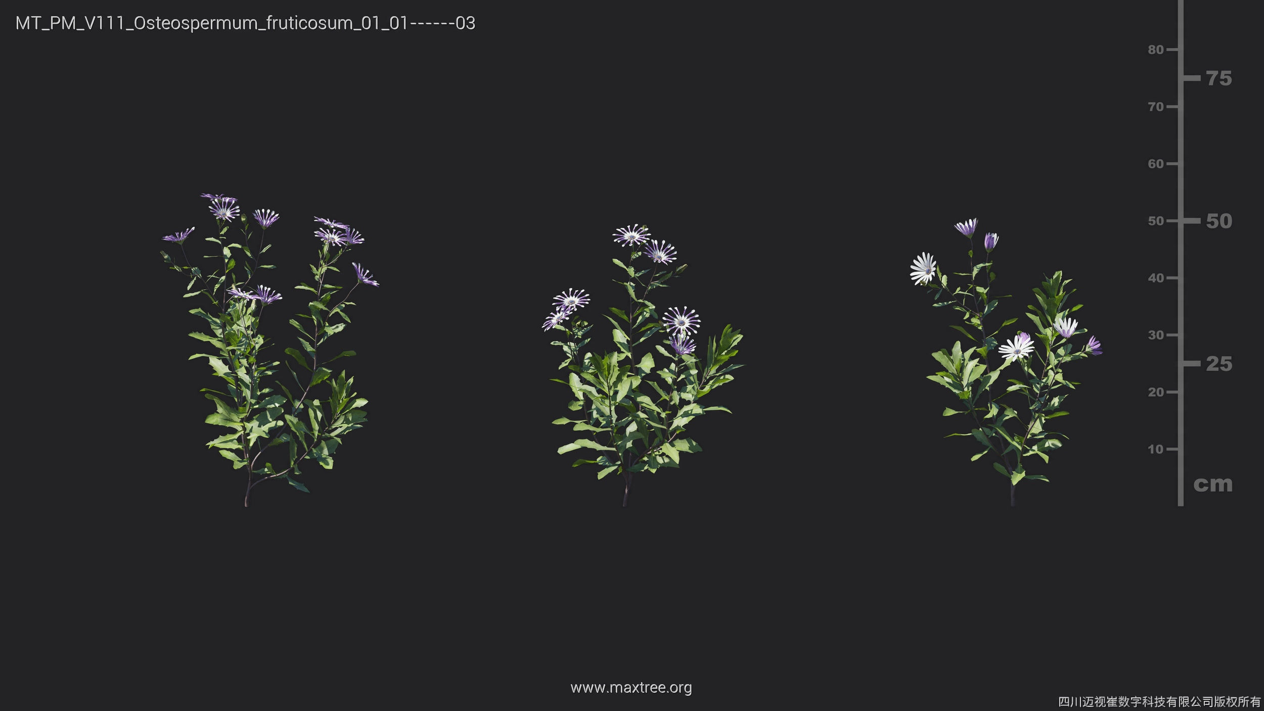 Maxtree Plant Models Vol 111 - Mesh 3D model_18