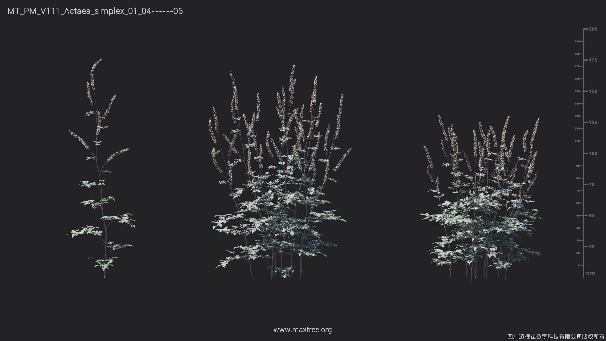 Maxtree Plant Models Vol 111 - Mesh 3D model_9