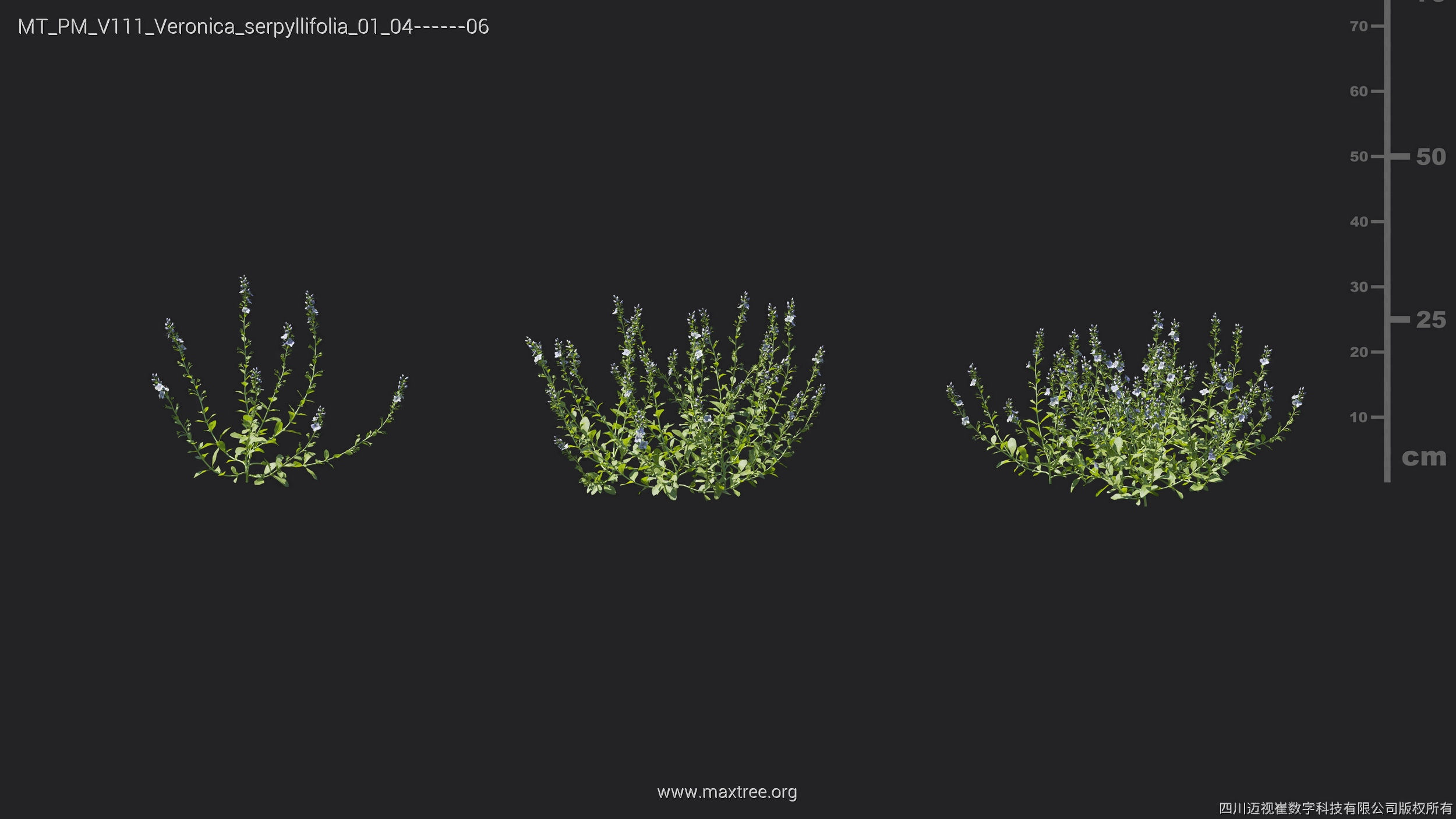Maxtree Plant Models Vol 111 - Mesh 3D model_23