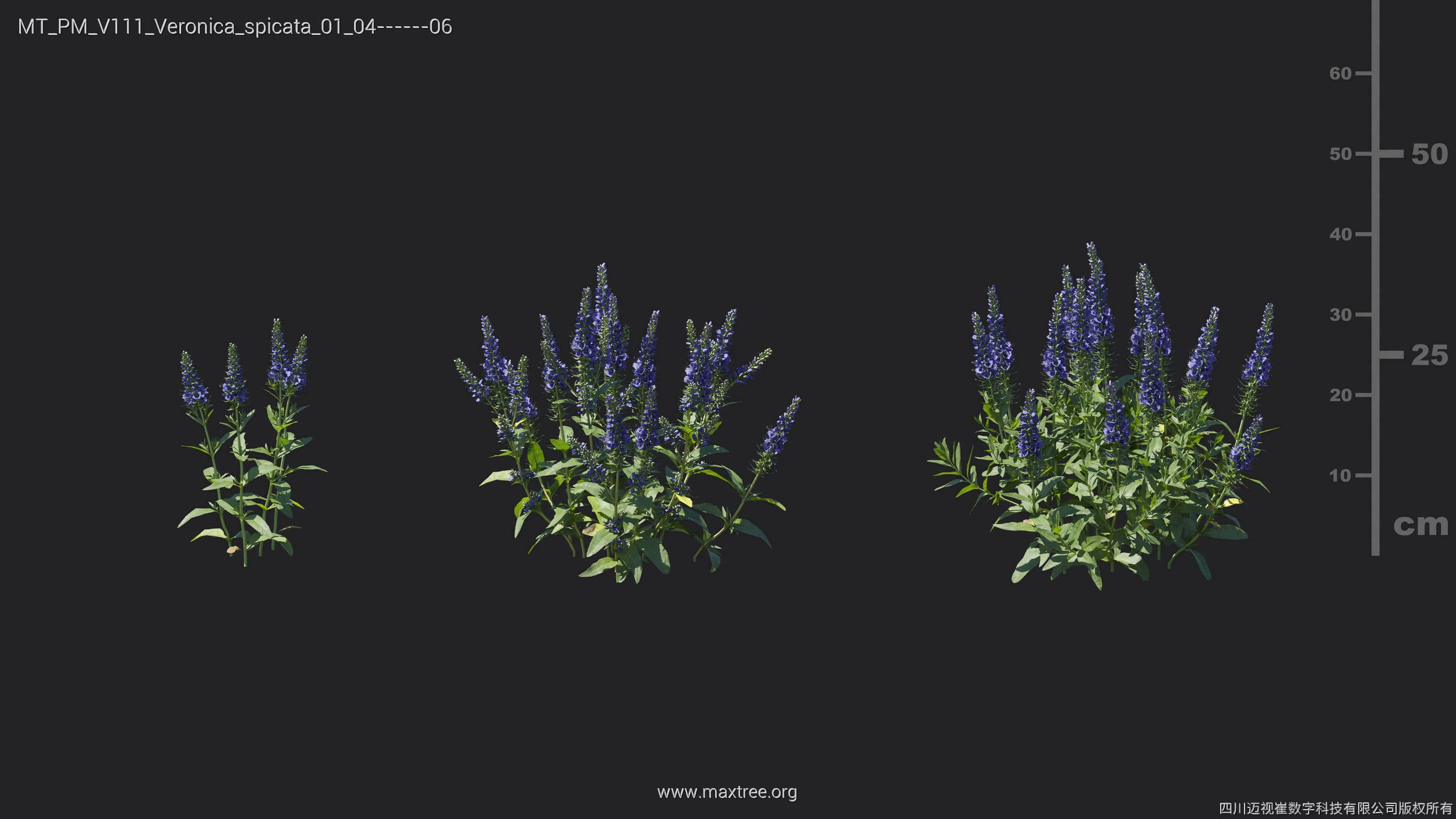 Maxtree Plant Models Vol 111 - Mesh 3D model_25
