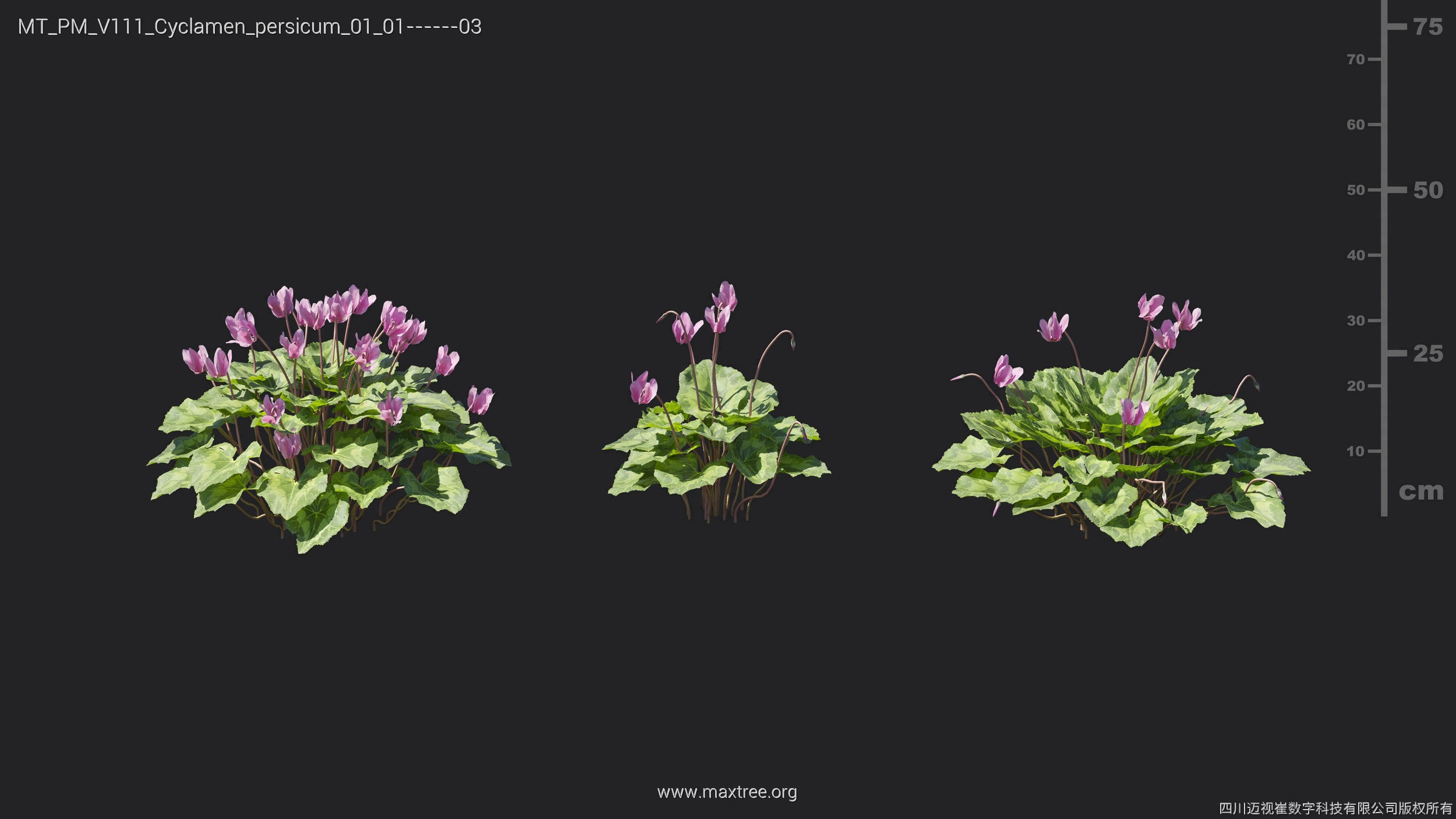 Maxtree Plant Models Vol 111 - Mesh 3D model_14