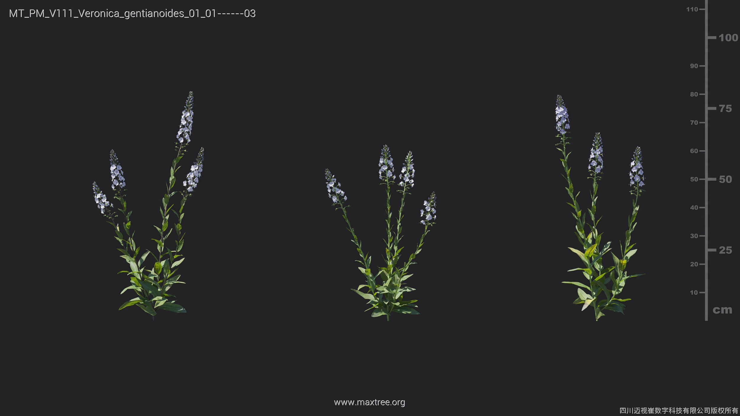 Maxtree Plant Models Vol 111 - Mesh 3D model_20