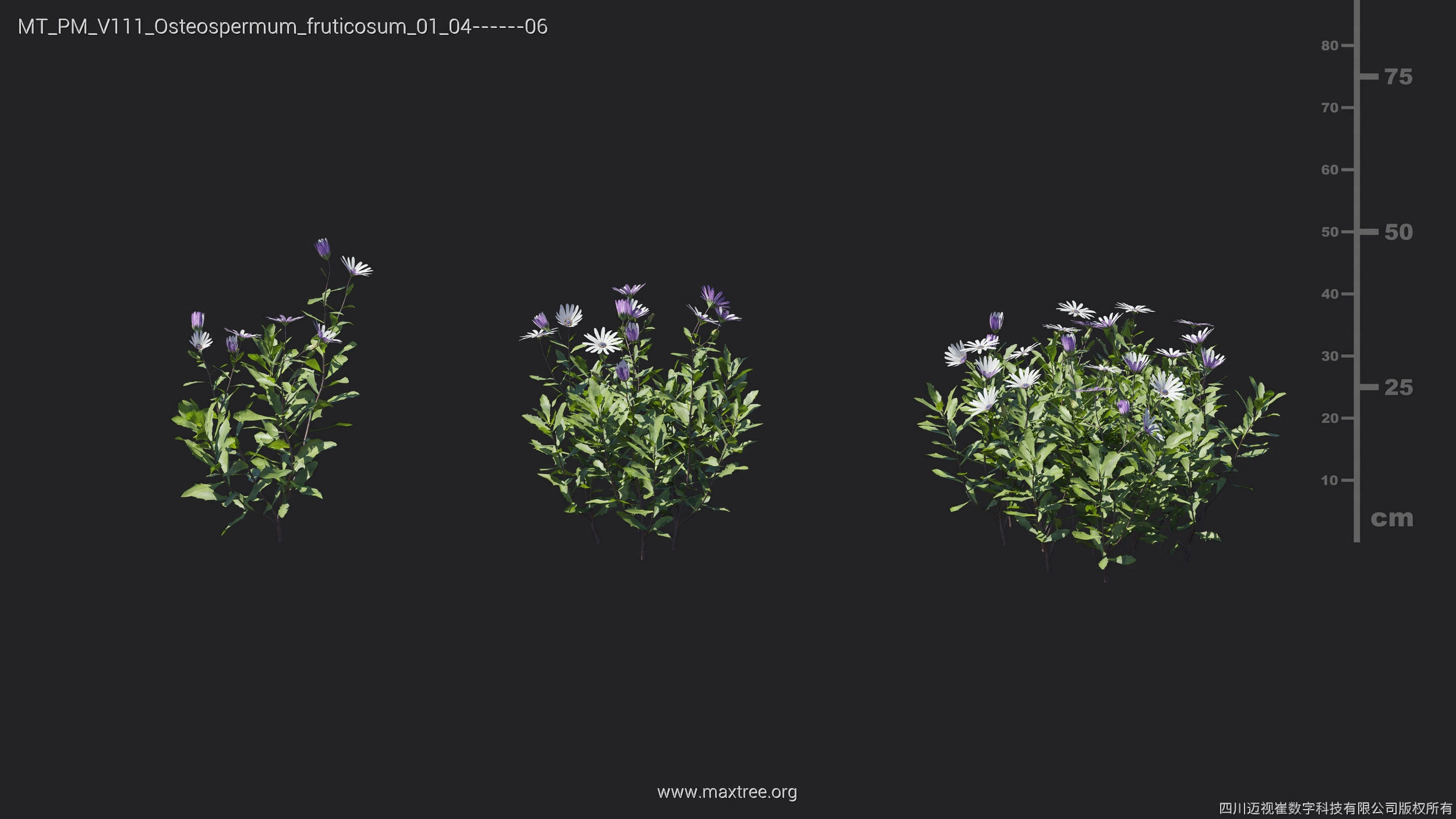 Maxtree Plant Models Vol 111 - Mesh 3D model_19