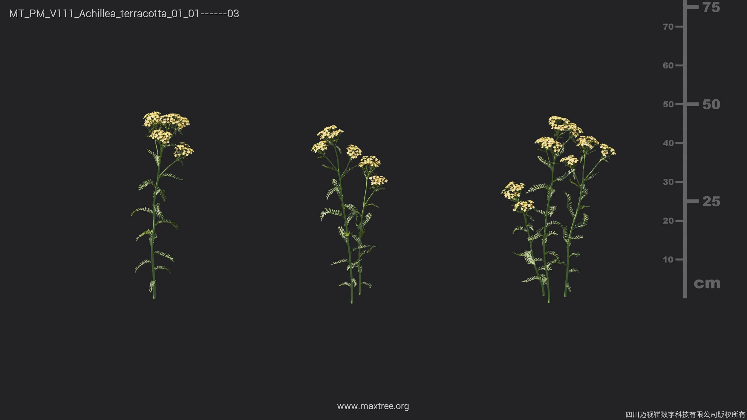 Maxtree Plant Models Vol 111 - Mesh 3D model_6