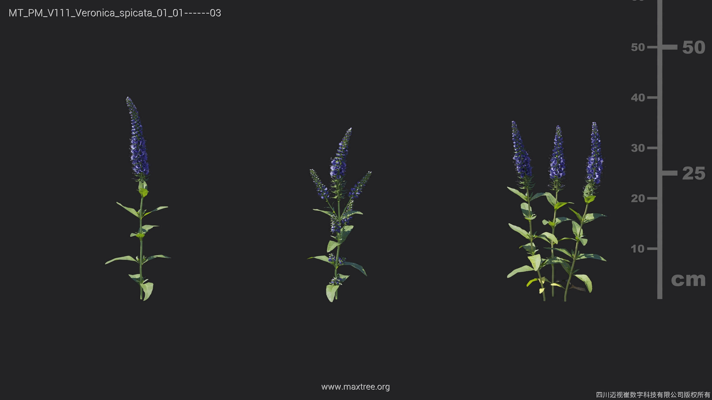 Maxtree Plant Models Vol 111 - Mesh 3D model_24