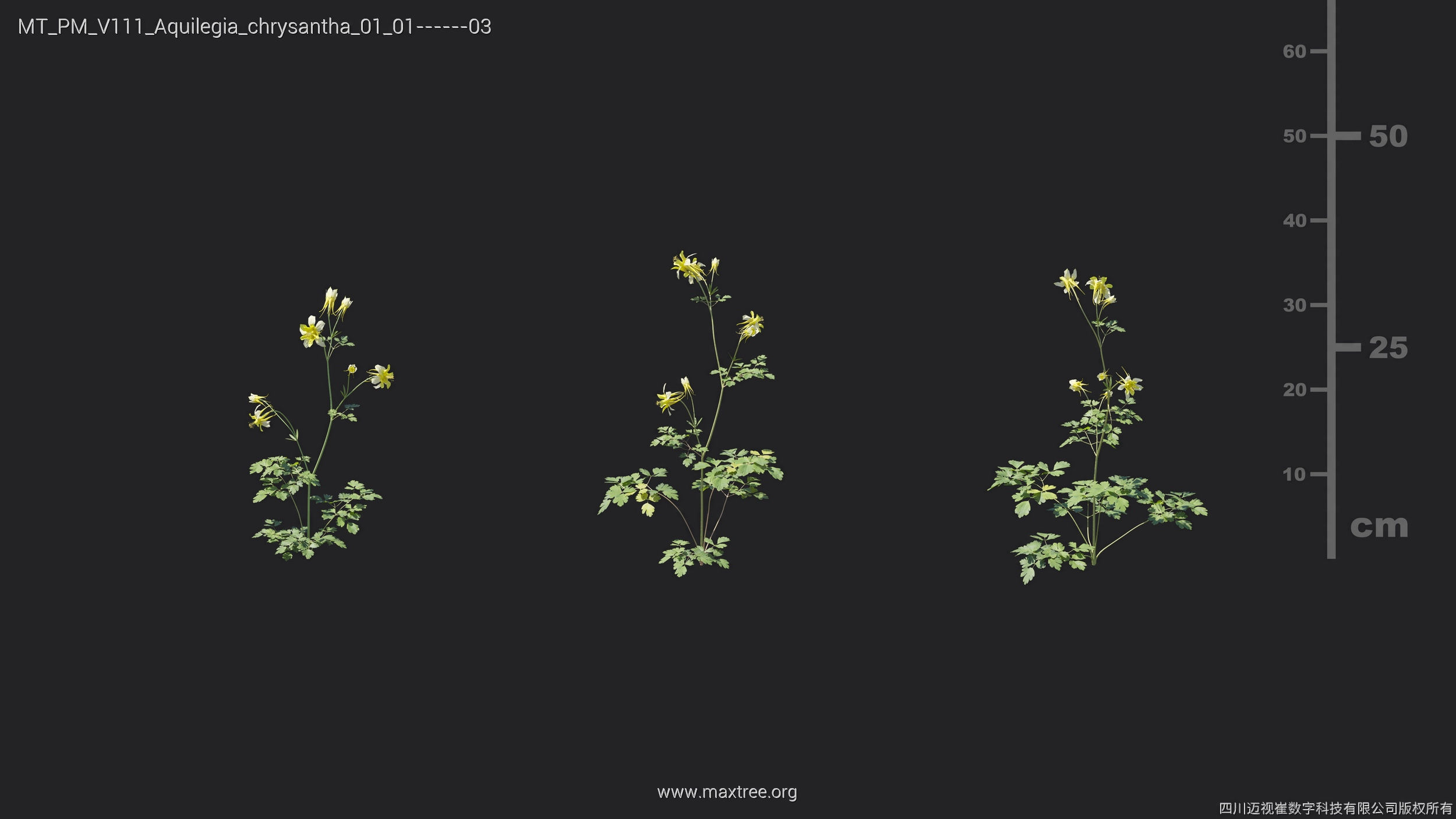 Maxtree Plant Models Vol 111 - Mesh 3D model_10