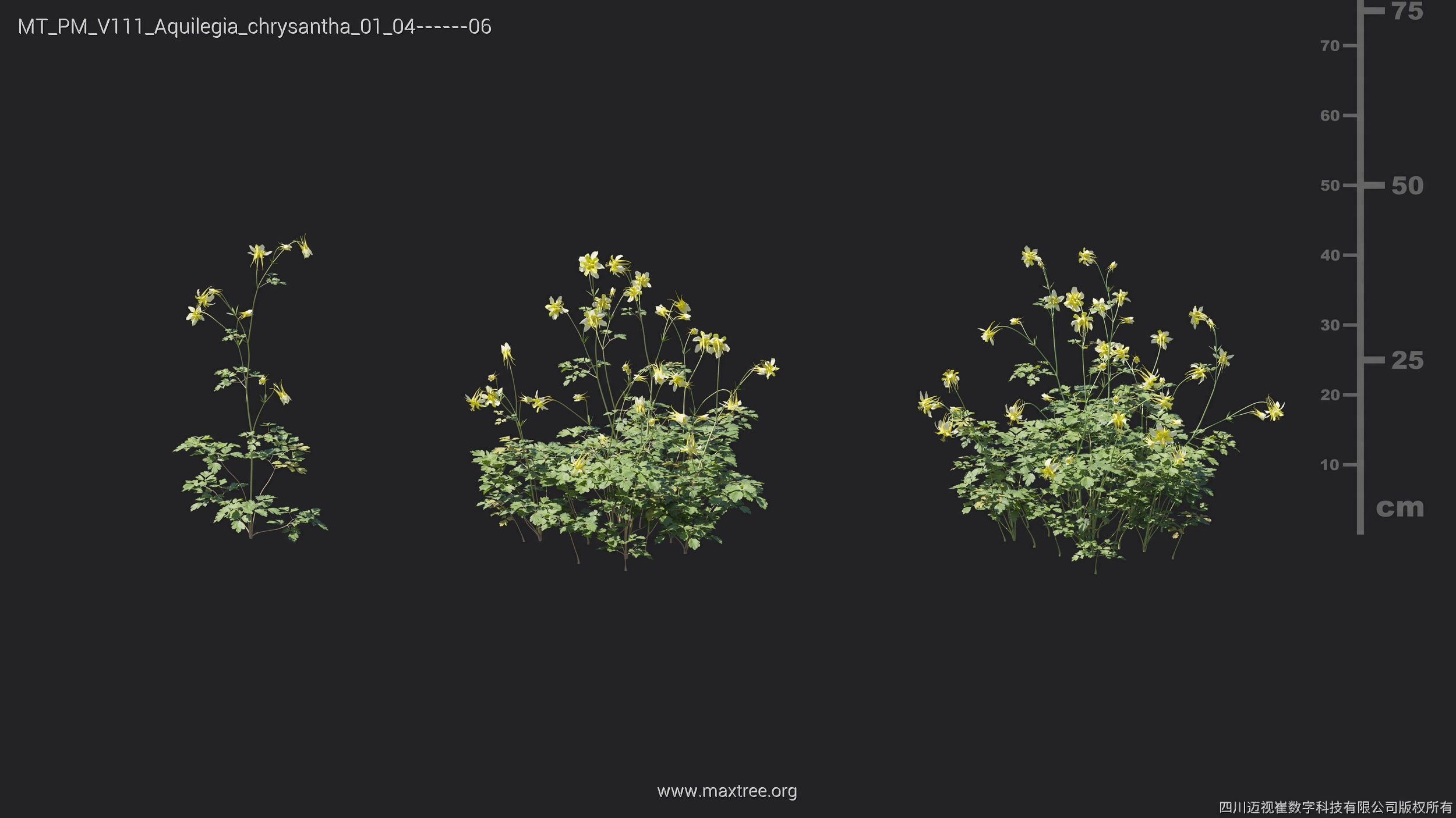 Maxtree Plant Models Vol 111 - Mesh 3D model_11