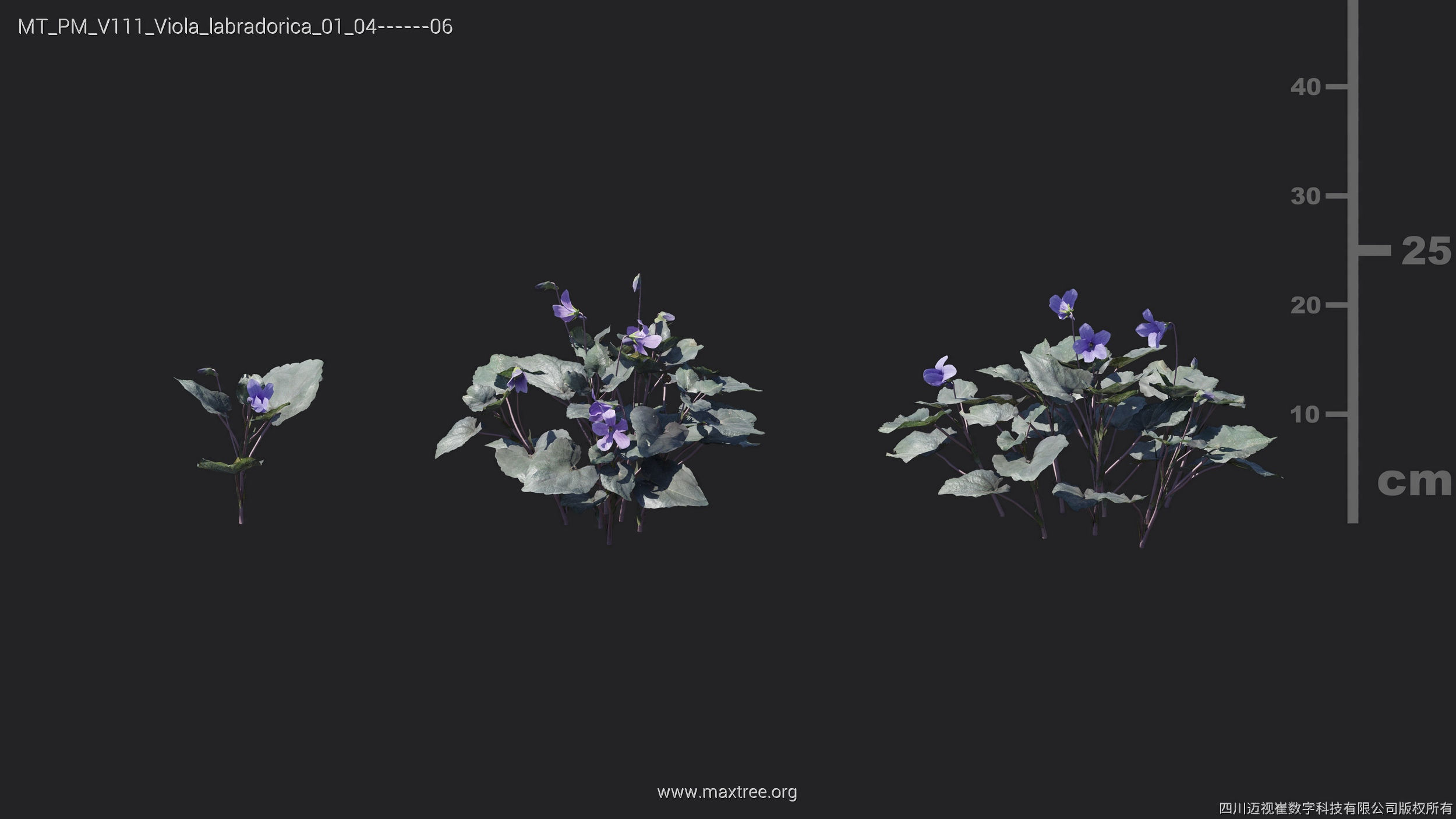 Maxtree Plant Models Vol 111 - Mesh 3D model_29