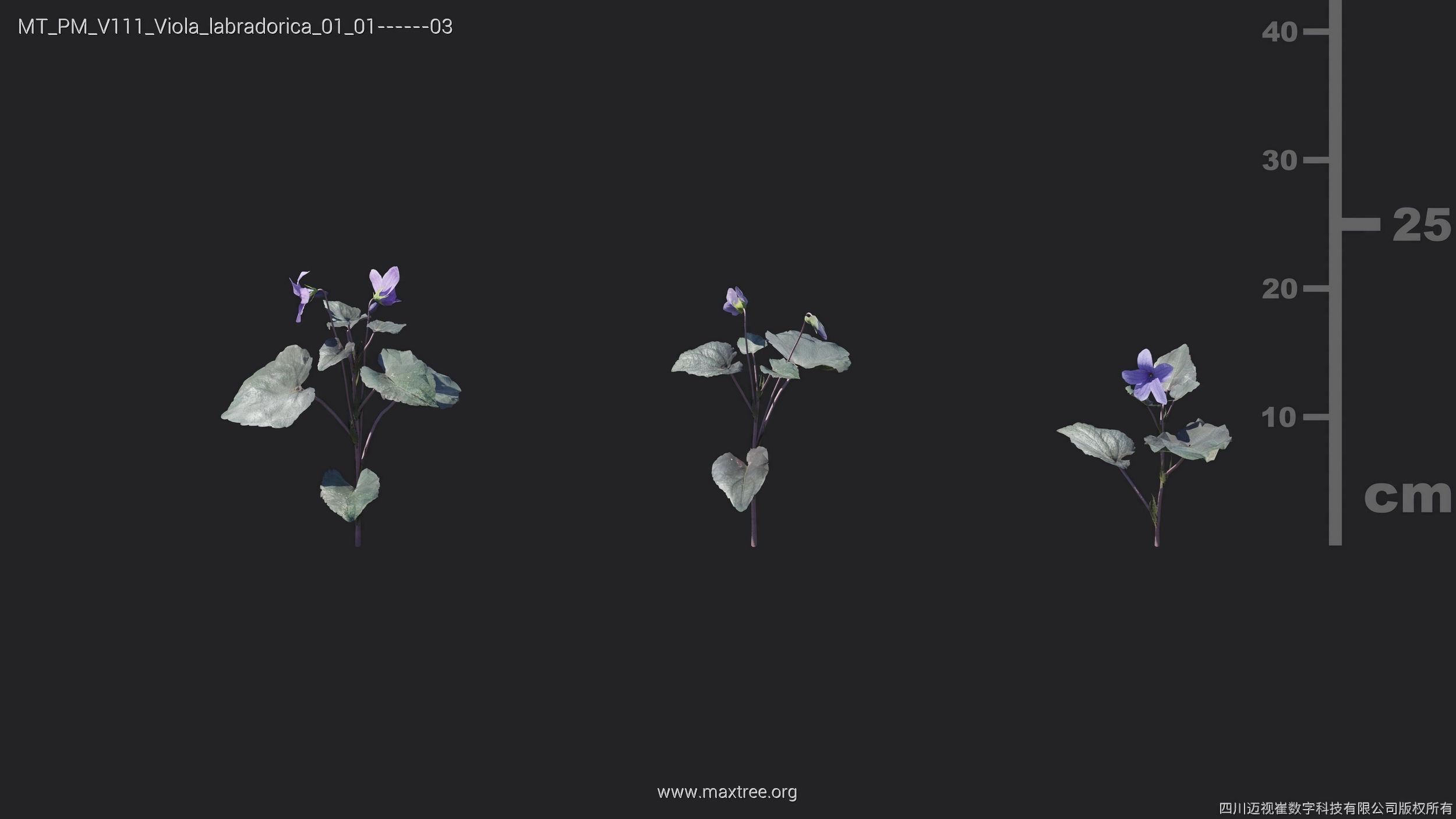Maxtree Plant Models Vol 111 - Mesh 3D model_28