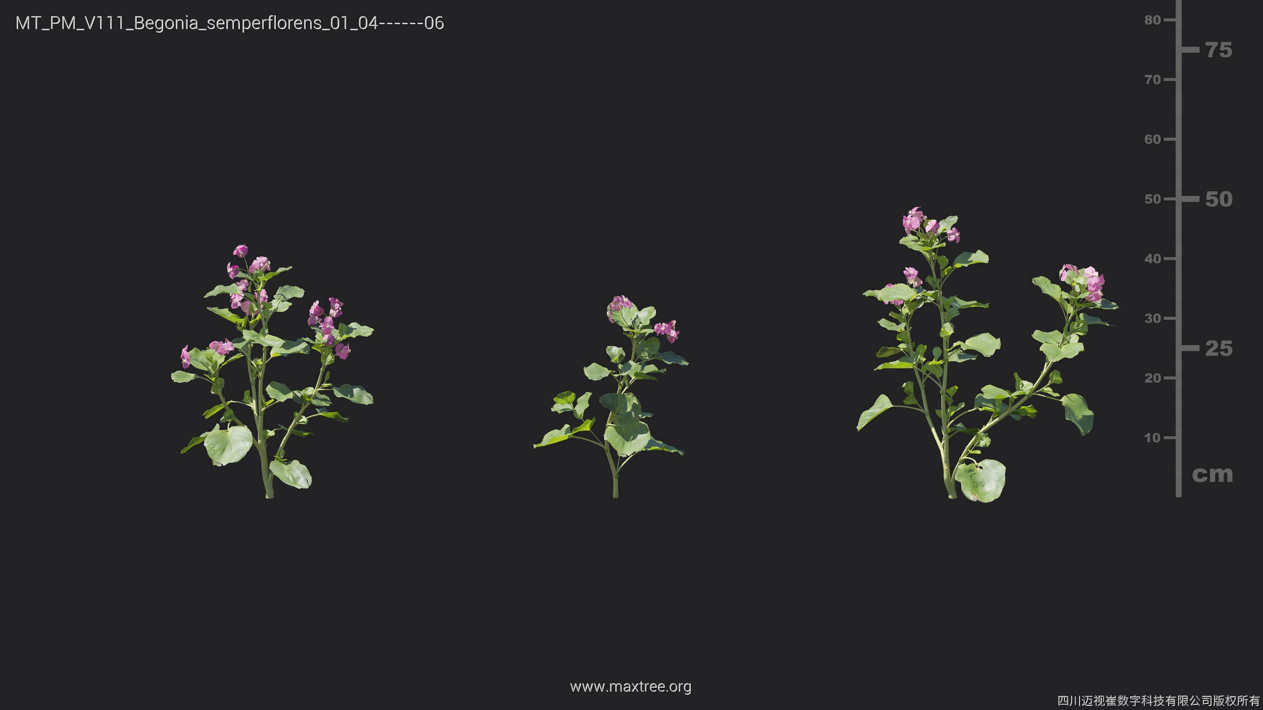 Maxtree Plant Models Vol 111 - Mesh 3D model_13