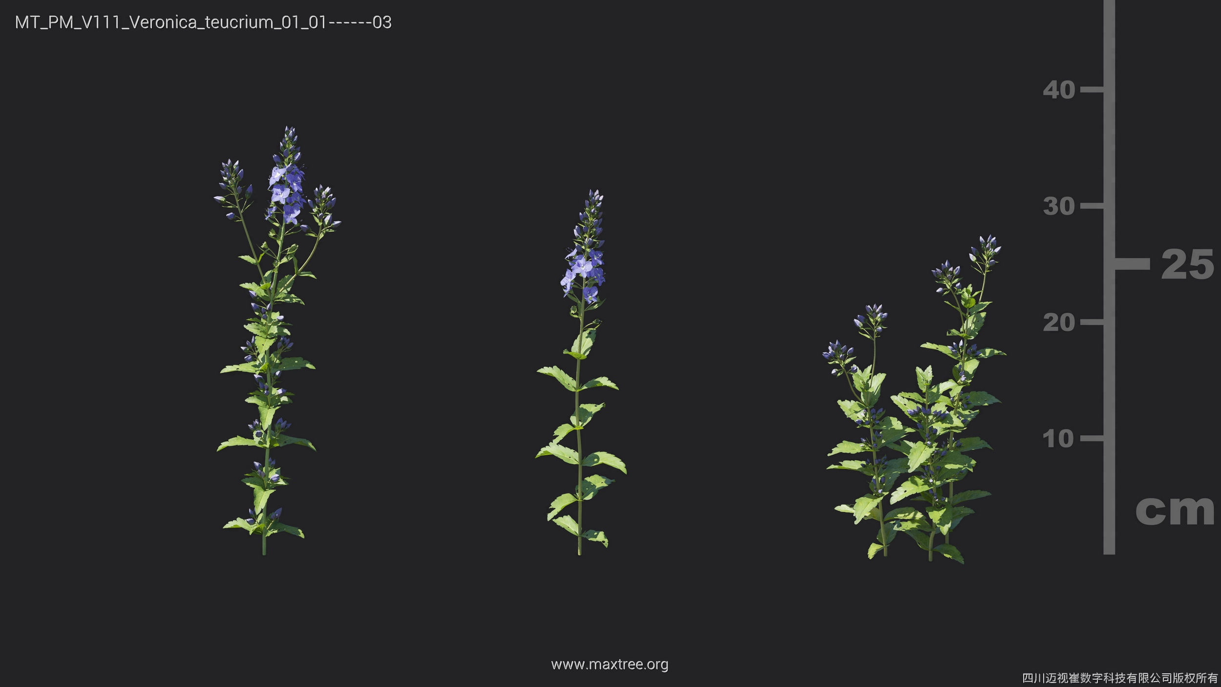 Maxtree Plant Models Vol 111 - Mesh 3D model_26