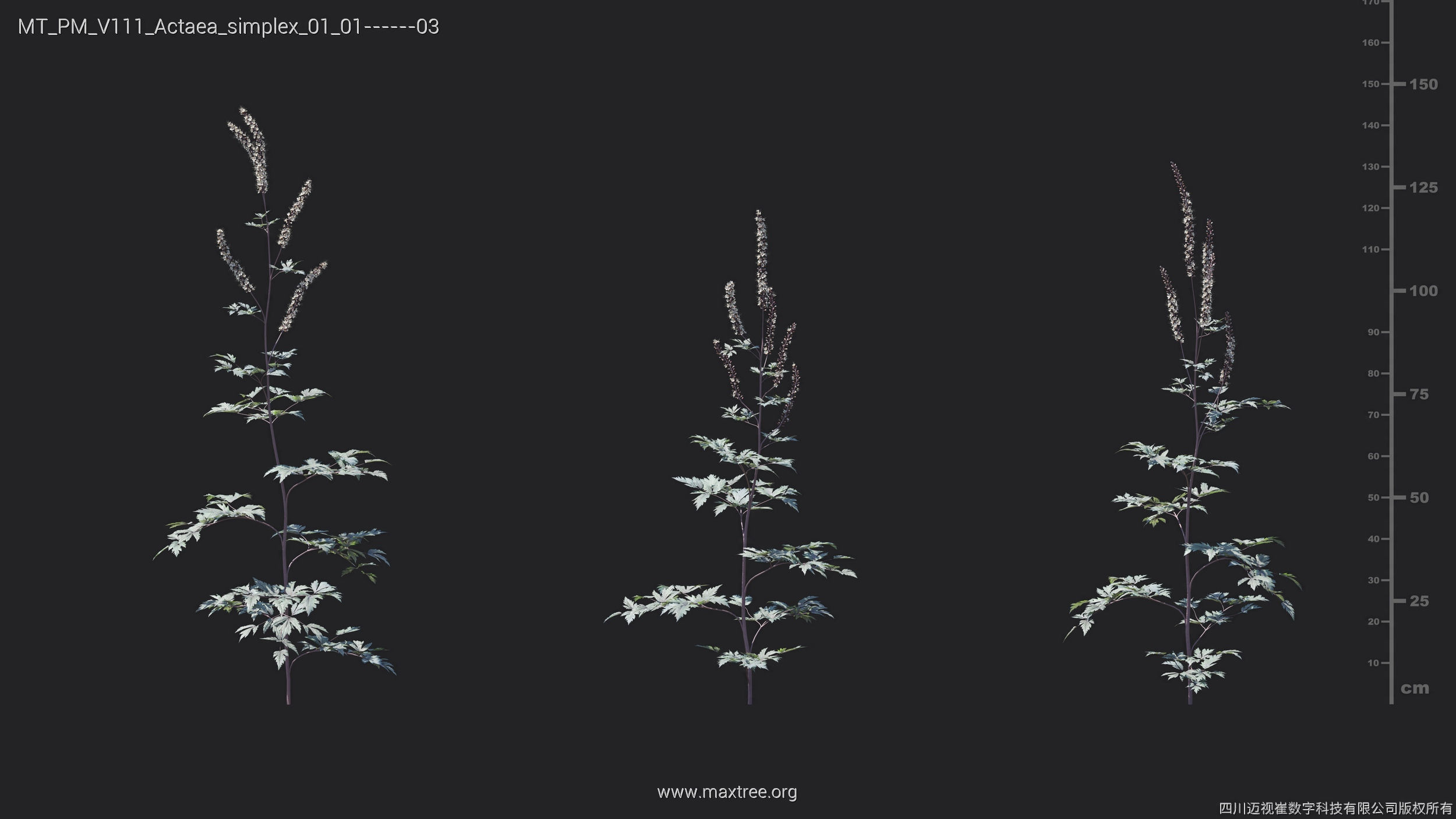 Maxtree Plant Models Vol 111 - Mesh 3D model_8